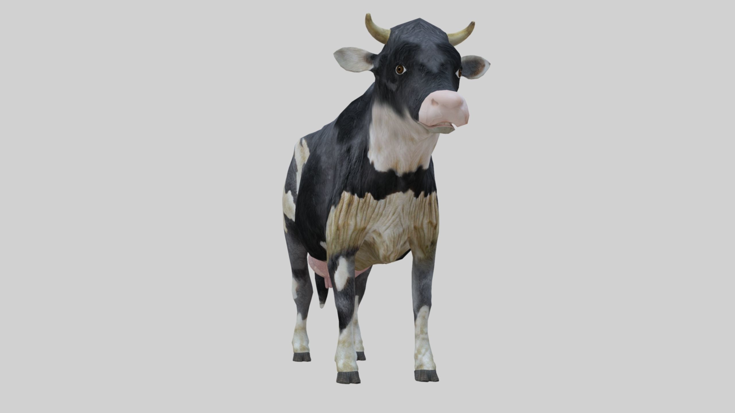 3D model Low Poly Holstein Cow Unwapped 4K Low-poly 3D model_4