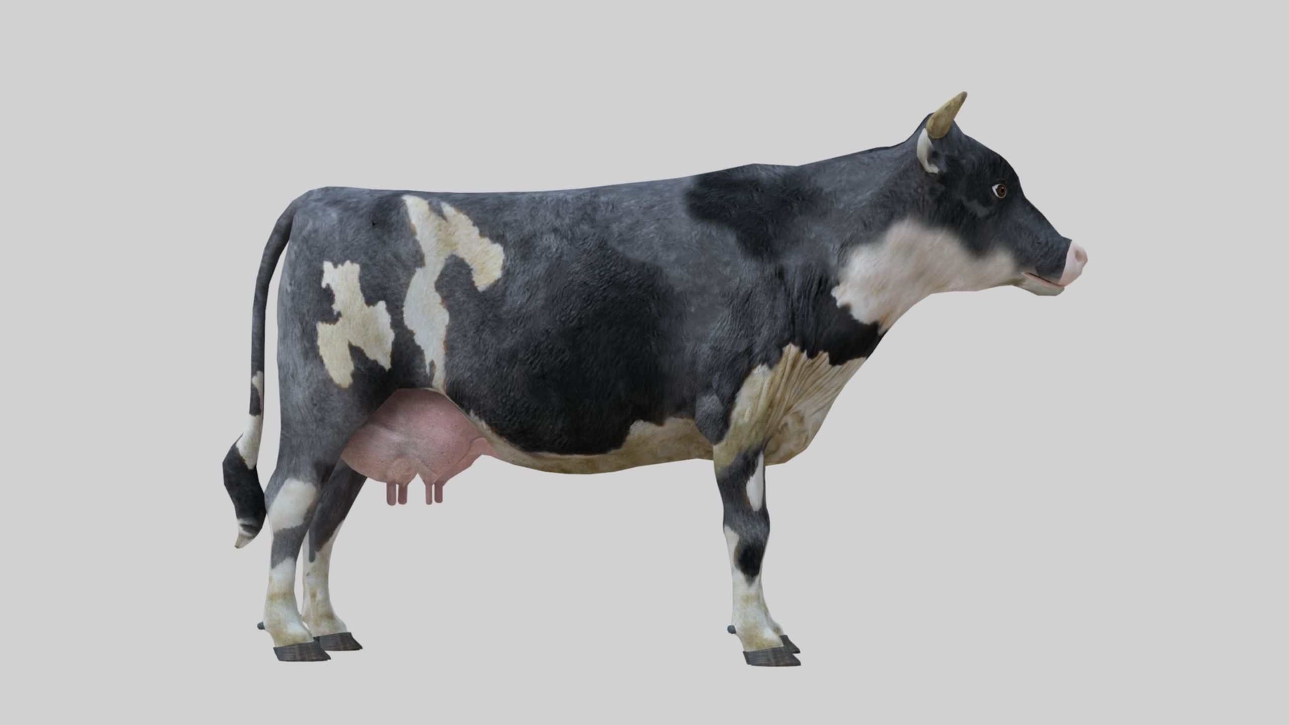 3D model Low Poly Holstein Cow Unwapped 4K Low-poly 3D model_2