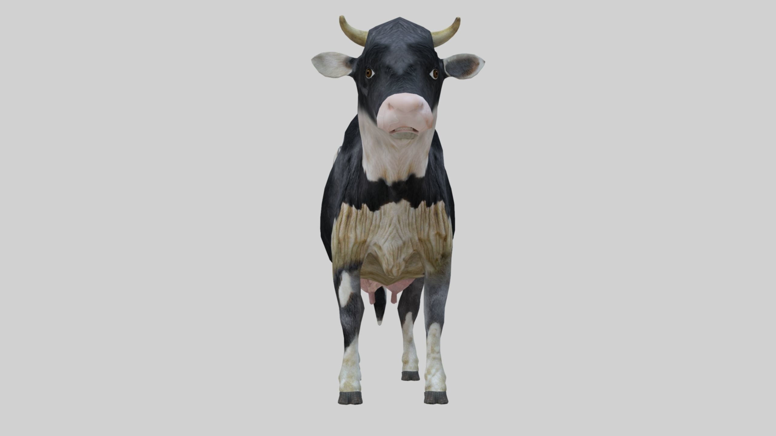 3D model Low Poly Holstein Cow Unwapped 4K Low-poly 3D model_34