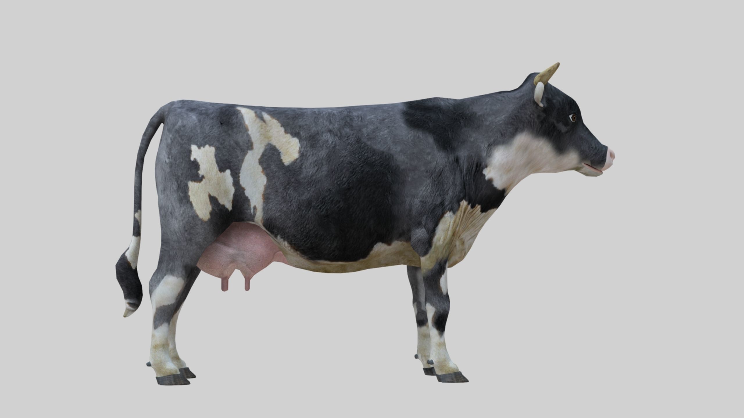 3D model Low Poly Holstein Cow Unwapped 4K Low-poly 3D model_49