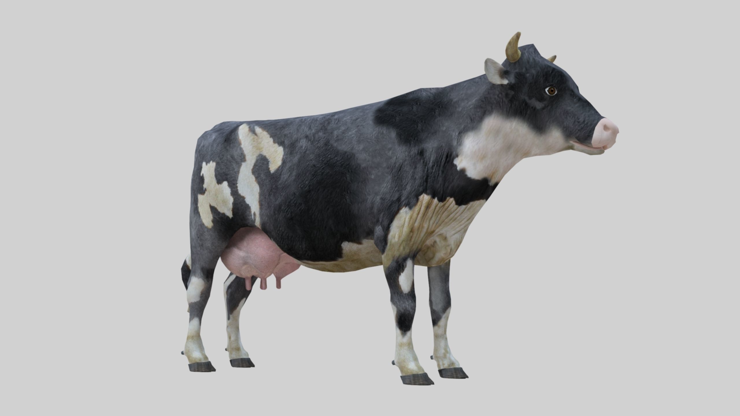 3D model Low Poly Holstein Cow Unwapped 4K Low-poly 3D model_63