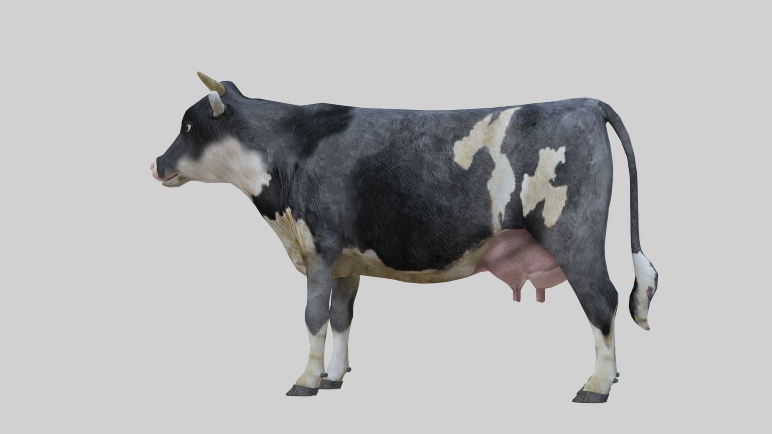 3D model Low Poly Holstein Cow Unwapped 4K Low-poly 3D model_5