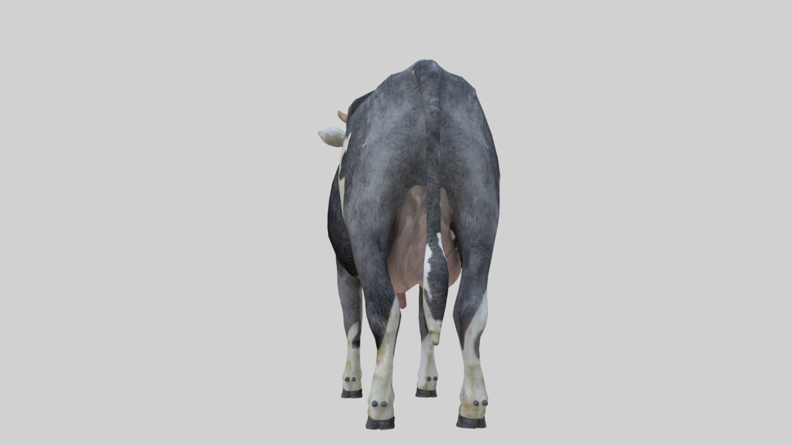 3D model Low Poly Holstein Cow Unwapped 4K Low-poly 3D model_40