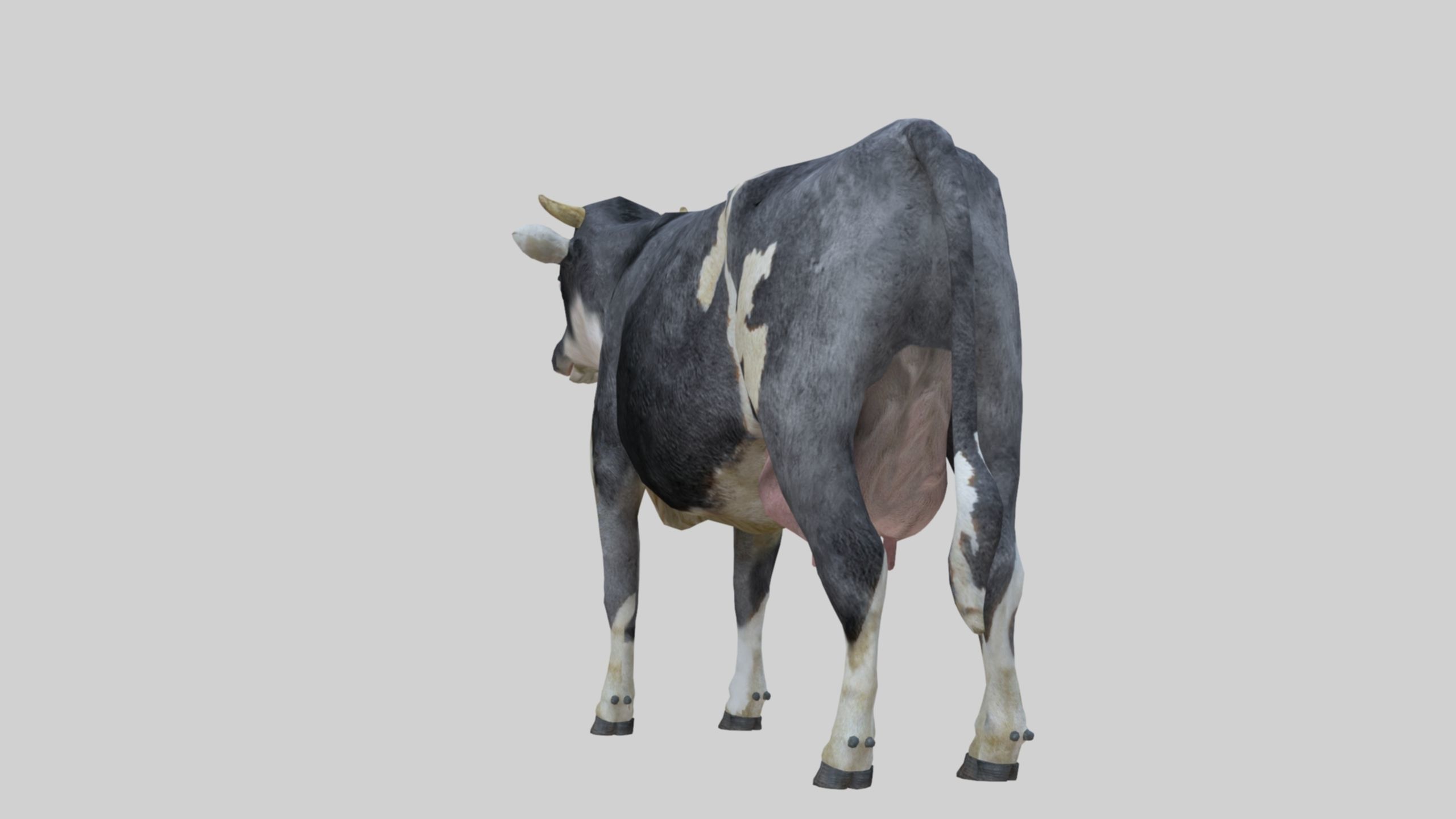 3D model Low Poly Holstein Cow Unwapped 4K Low-poly 3D model_6
