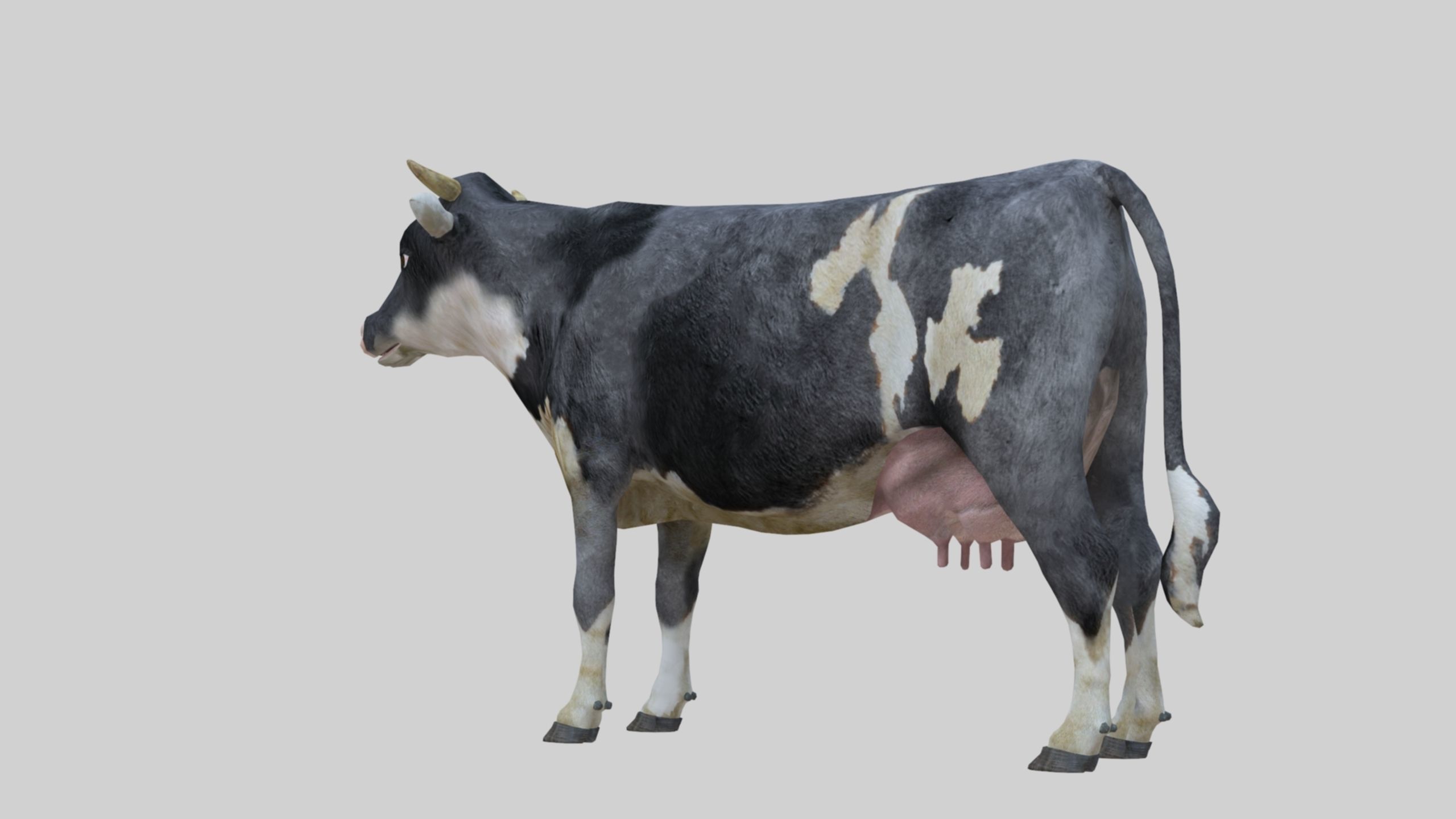 3D model Low Poly Holstein Cow Unwapped 4K Low-poly 3D model_39