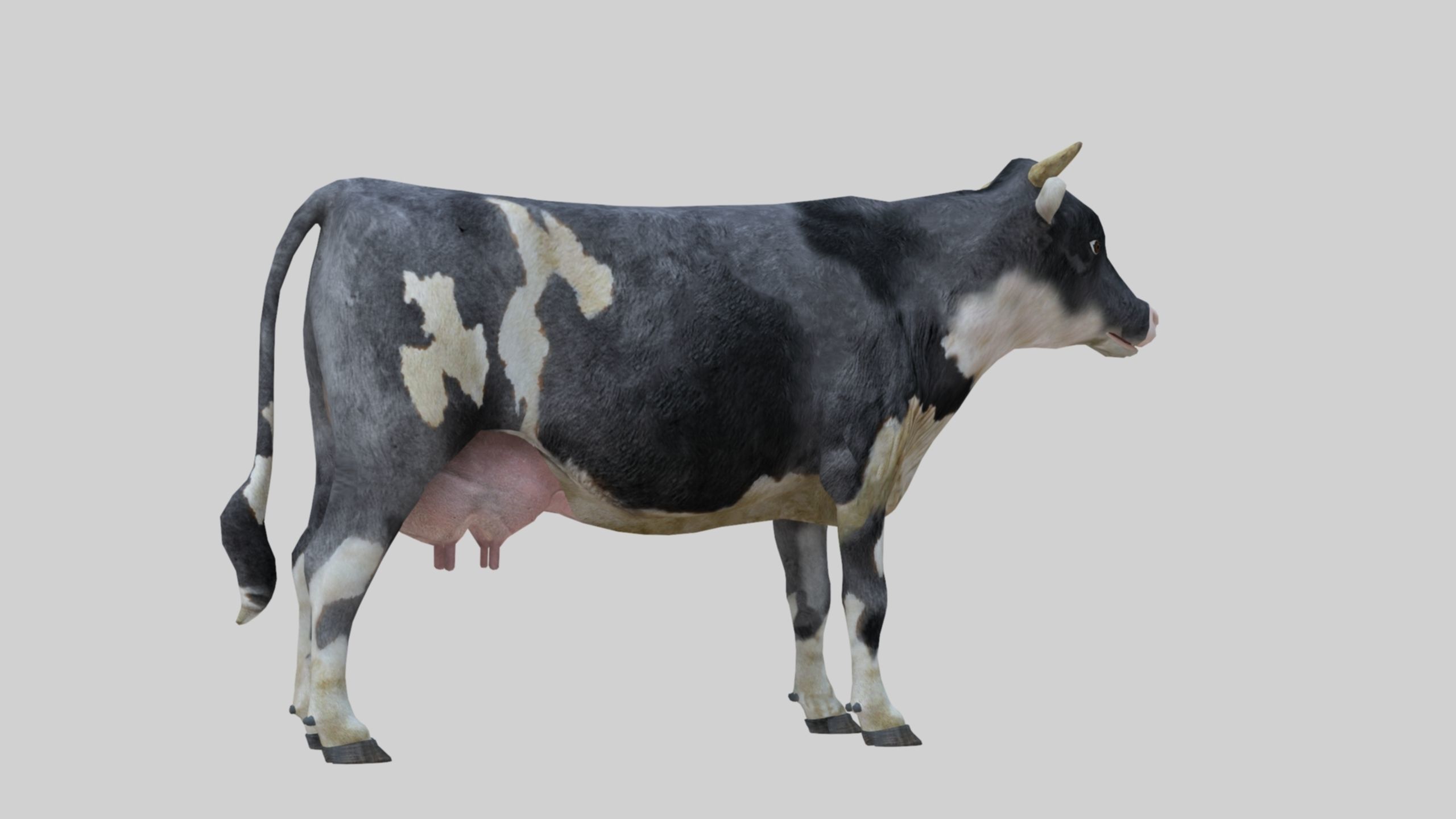 3D model Low Poly Holstein Cow Unwapped 4K Low-poly 3D model_56