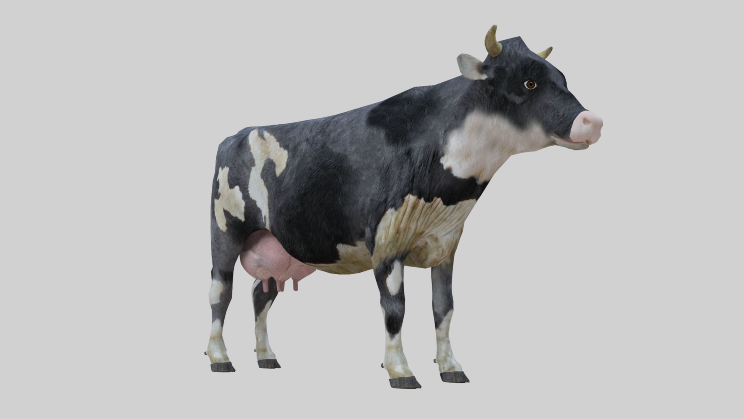 3D model Low Poly Holstein Cow Unwapped 4K Low-poly 3D model_1