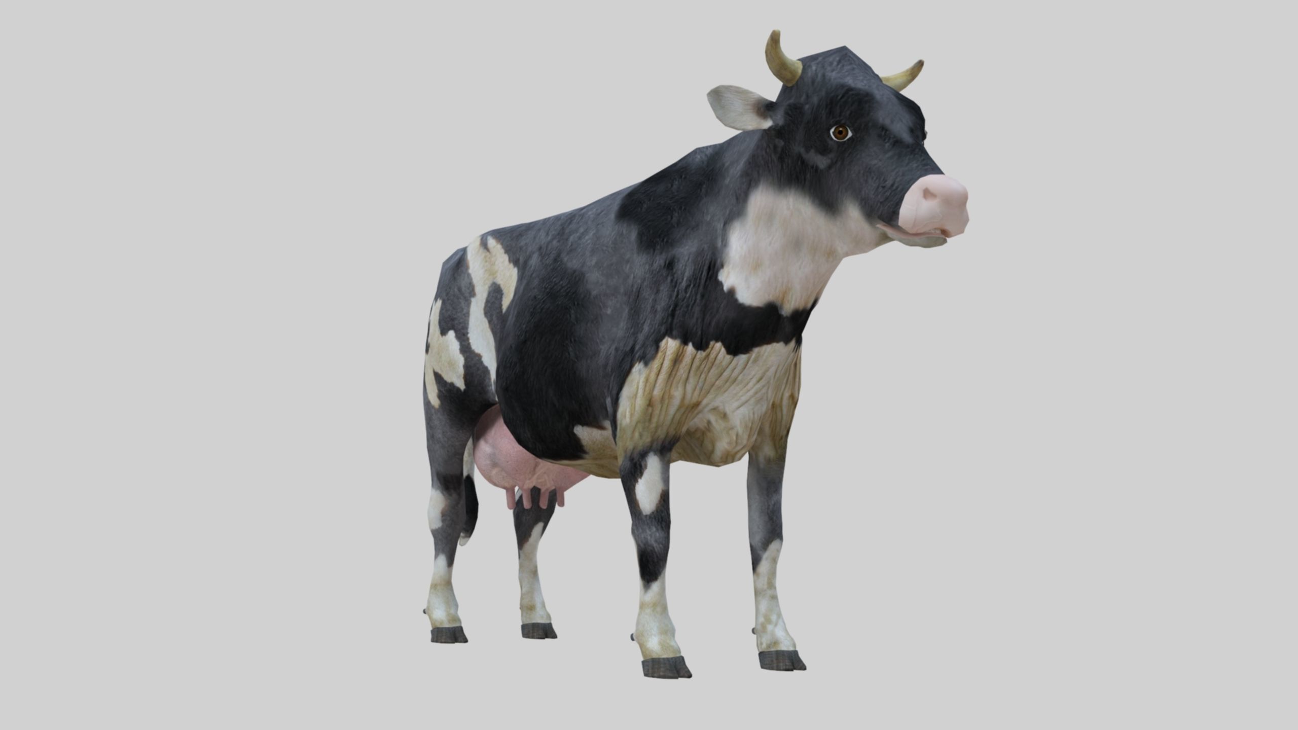 3D model Low Poly Holstein Cow Unwapped 4K Low-poly 3D model_32