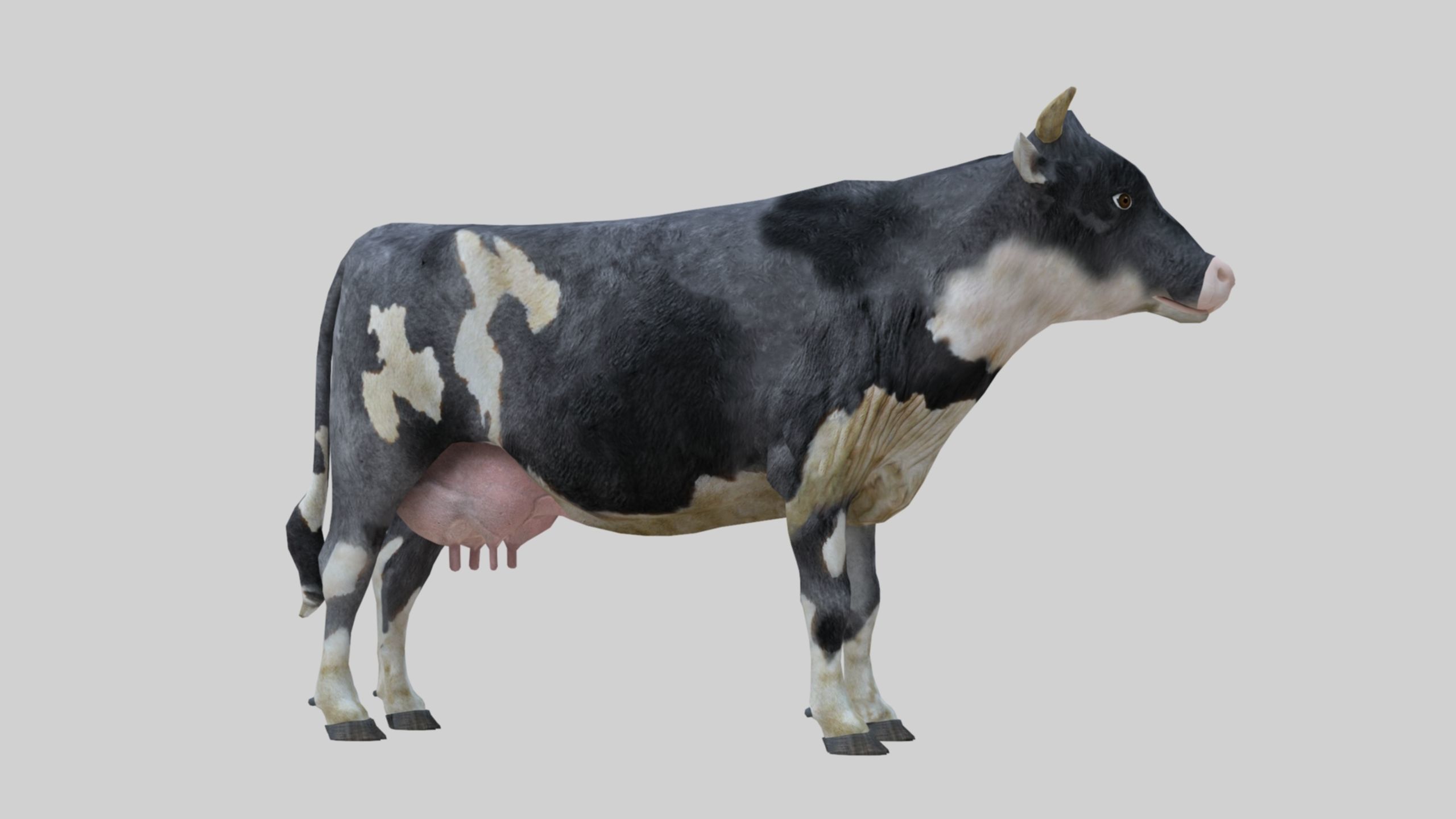 3D model Low Poly Holstein Cow Unwapped 4K Low-poly 3D model_72