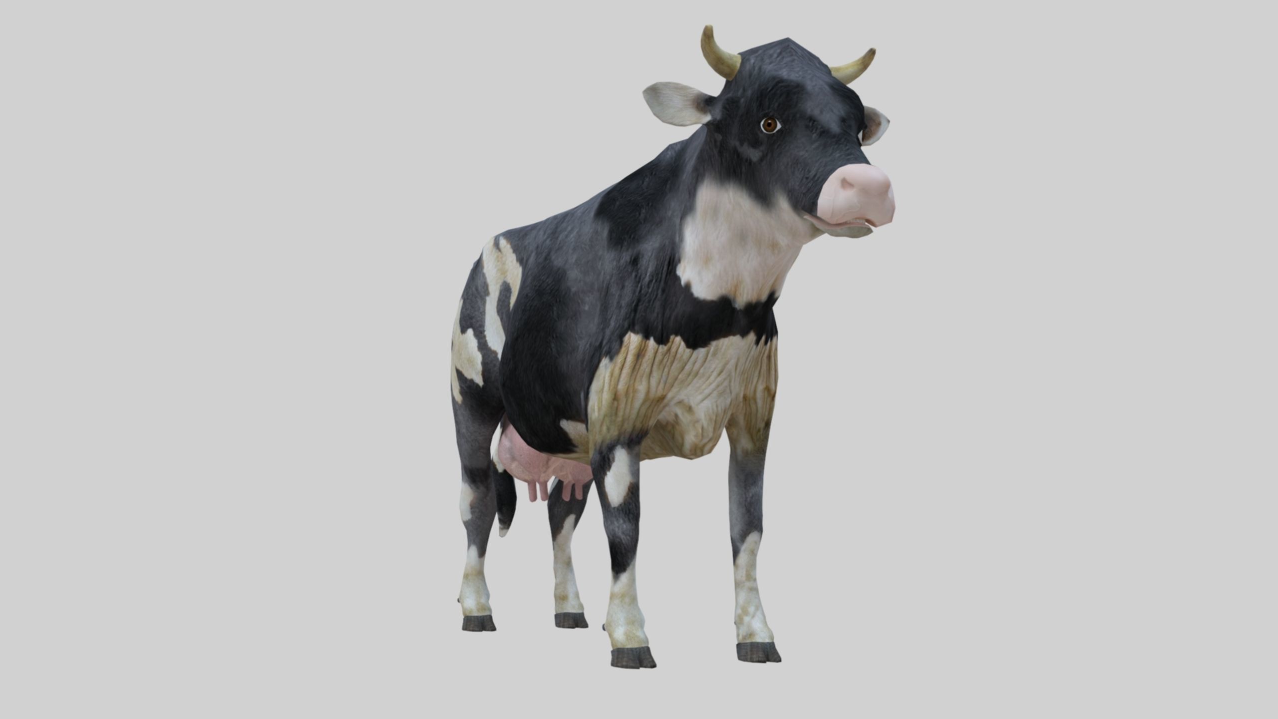 3D model Low Poly Holstein Cow Unwapped 4K Low-poly 3D model_31