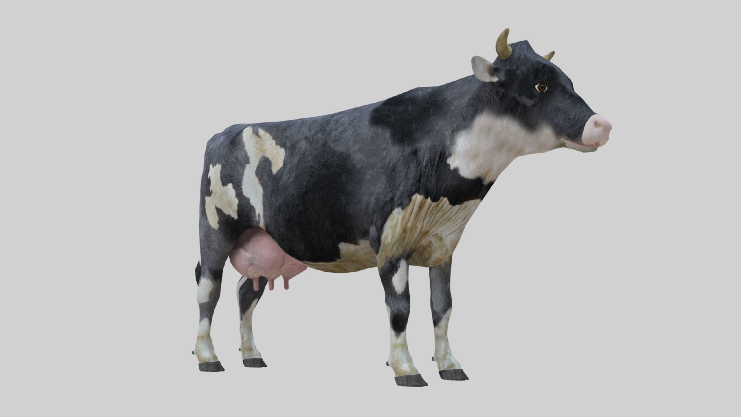 3D model Low Poly Holstein Cow Unwapped 4K Low-poly 3D model_80
