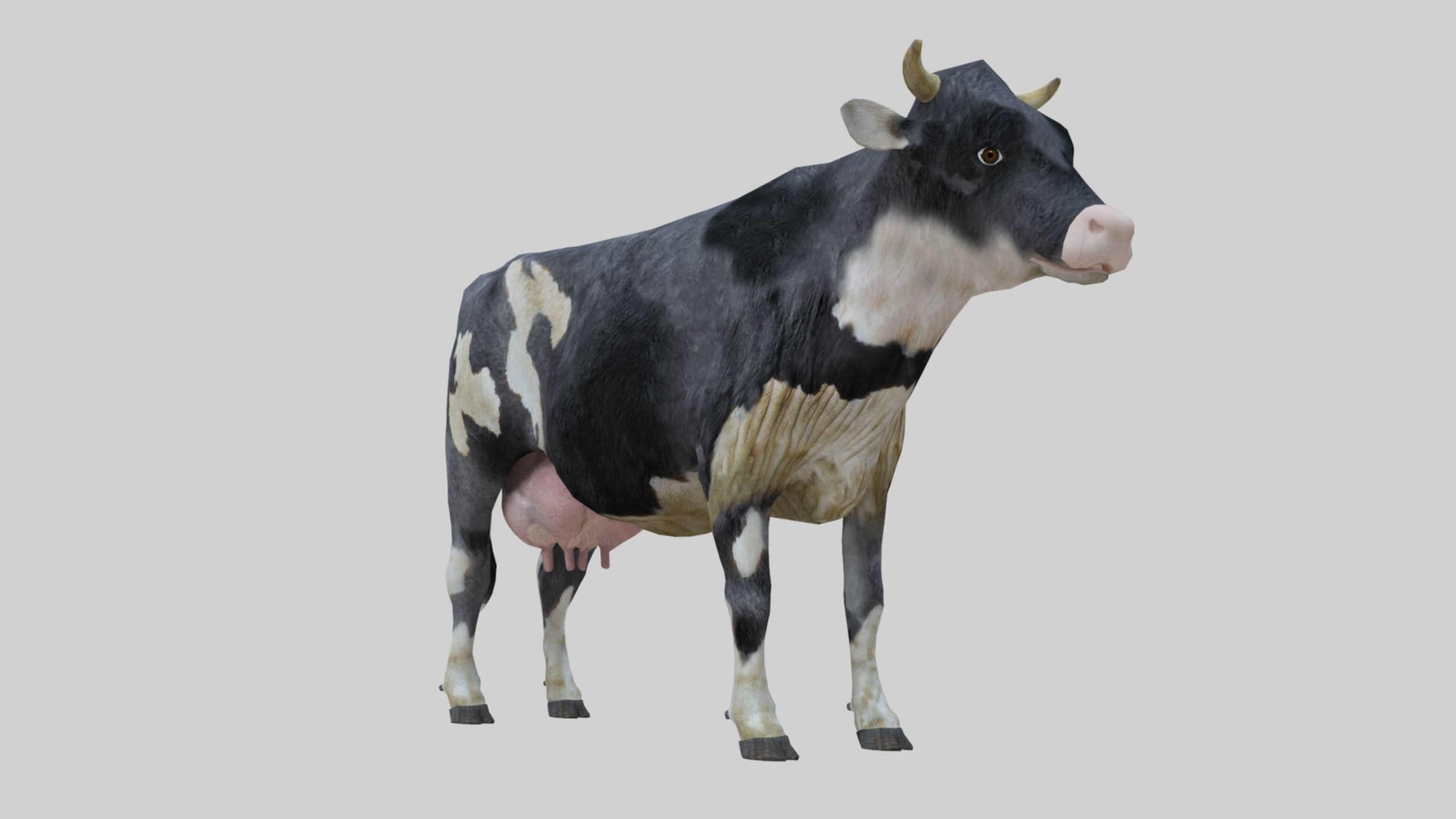 3D model Low Poly Holstein Cow Unwapped 4K Low-poly 3D model_30