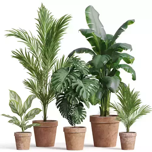 Plants collection 778