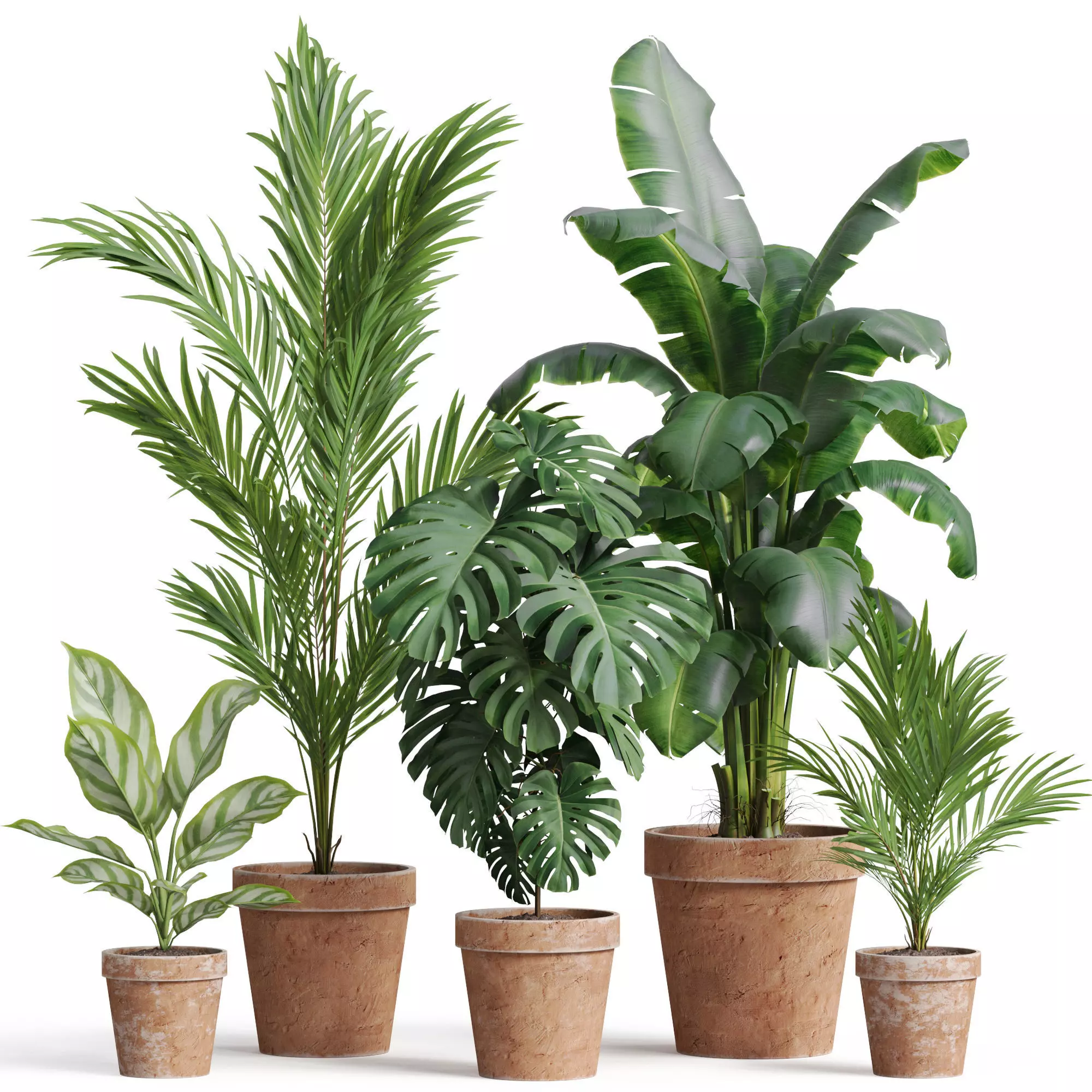 Plants collection 778 3D model