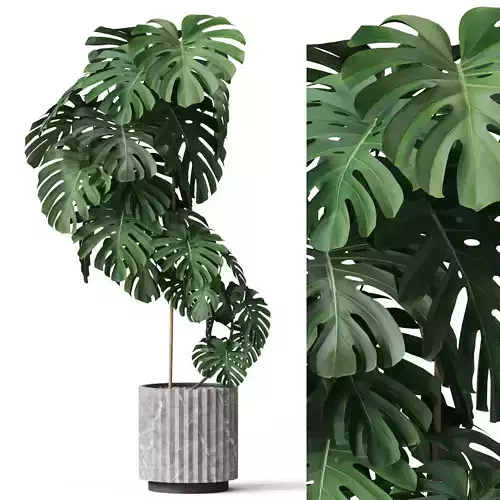 Plants collection 779