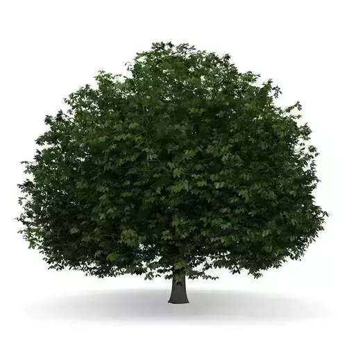 Horse Chestnut 2 Aesculus hippocastanum 3D model