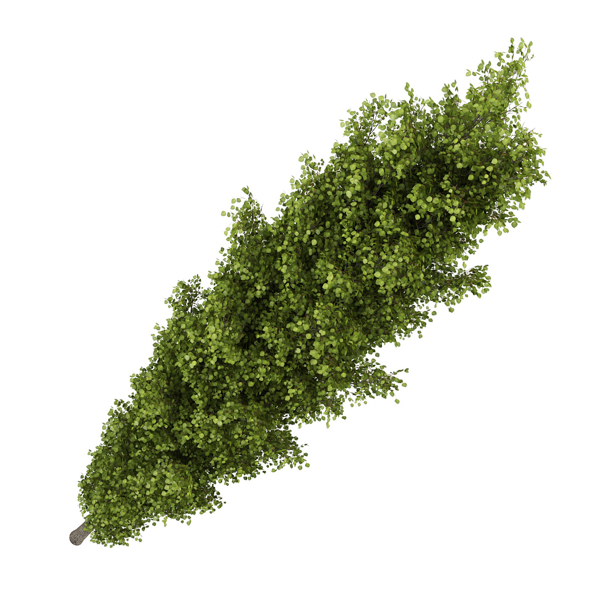 Poplar 2 Populus 3D model_1