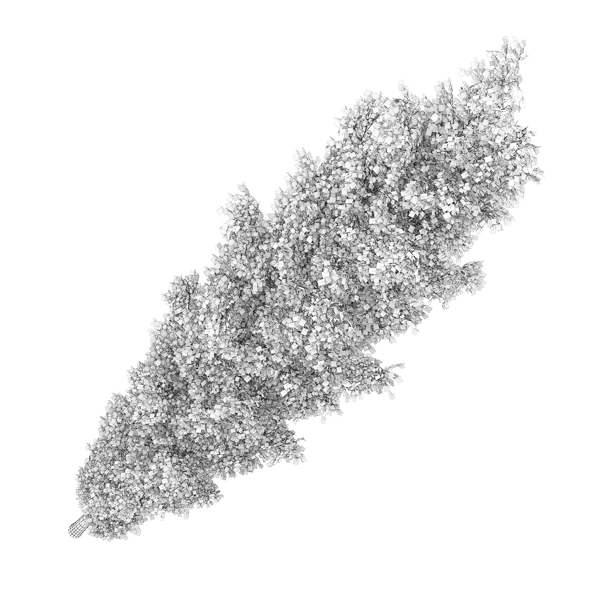 Poplar 2 Populus 3D model_3