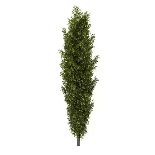 Poplar 2 Populus 3D model