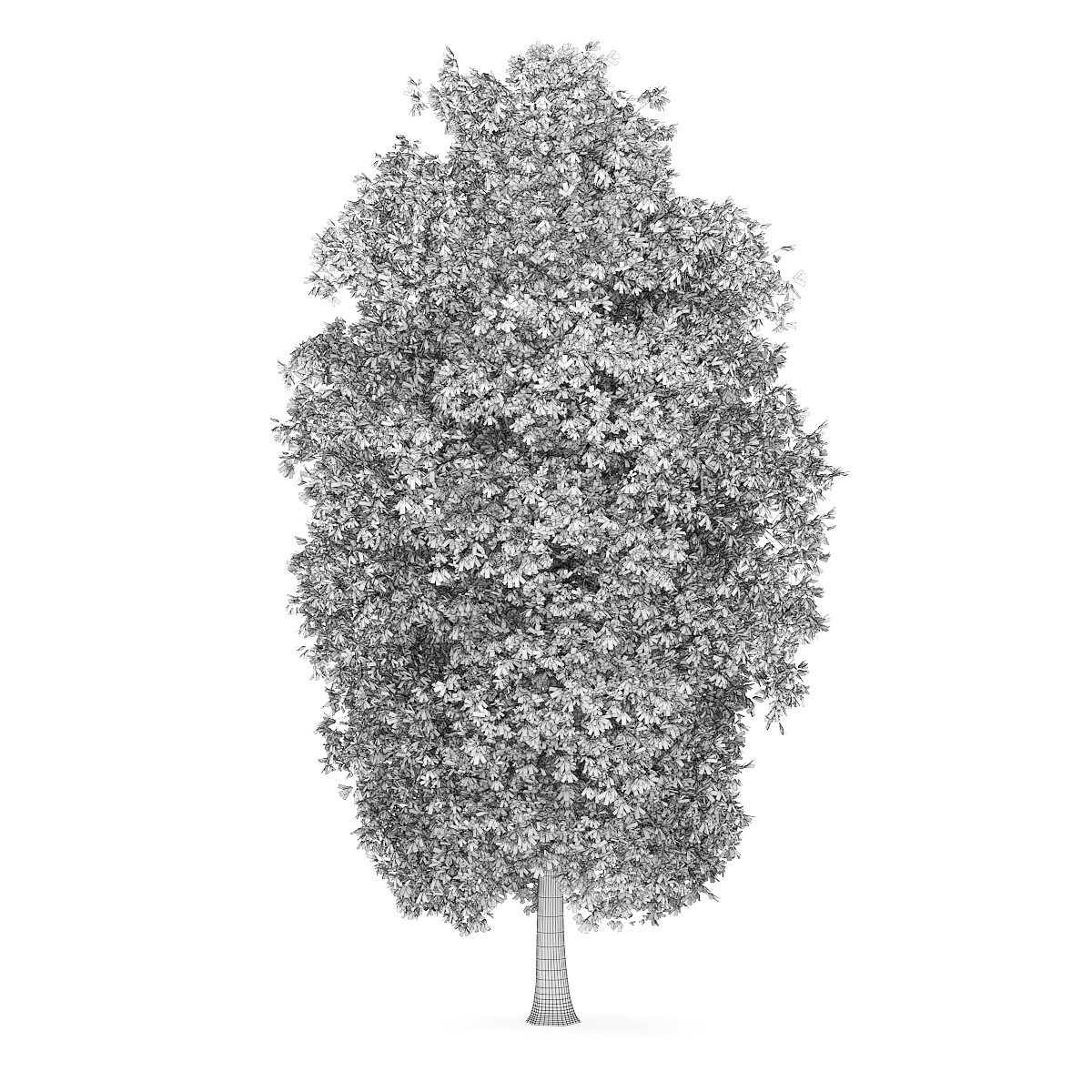 Horse Chestnut 1 Aesculus hippocastanum 3D model_3
