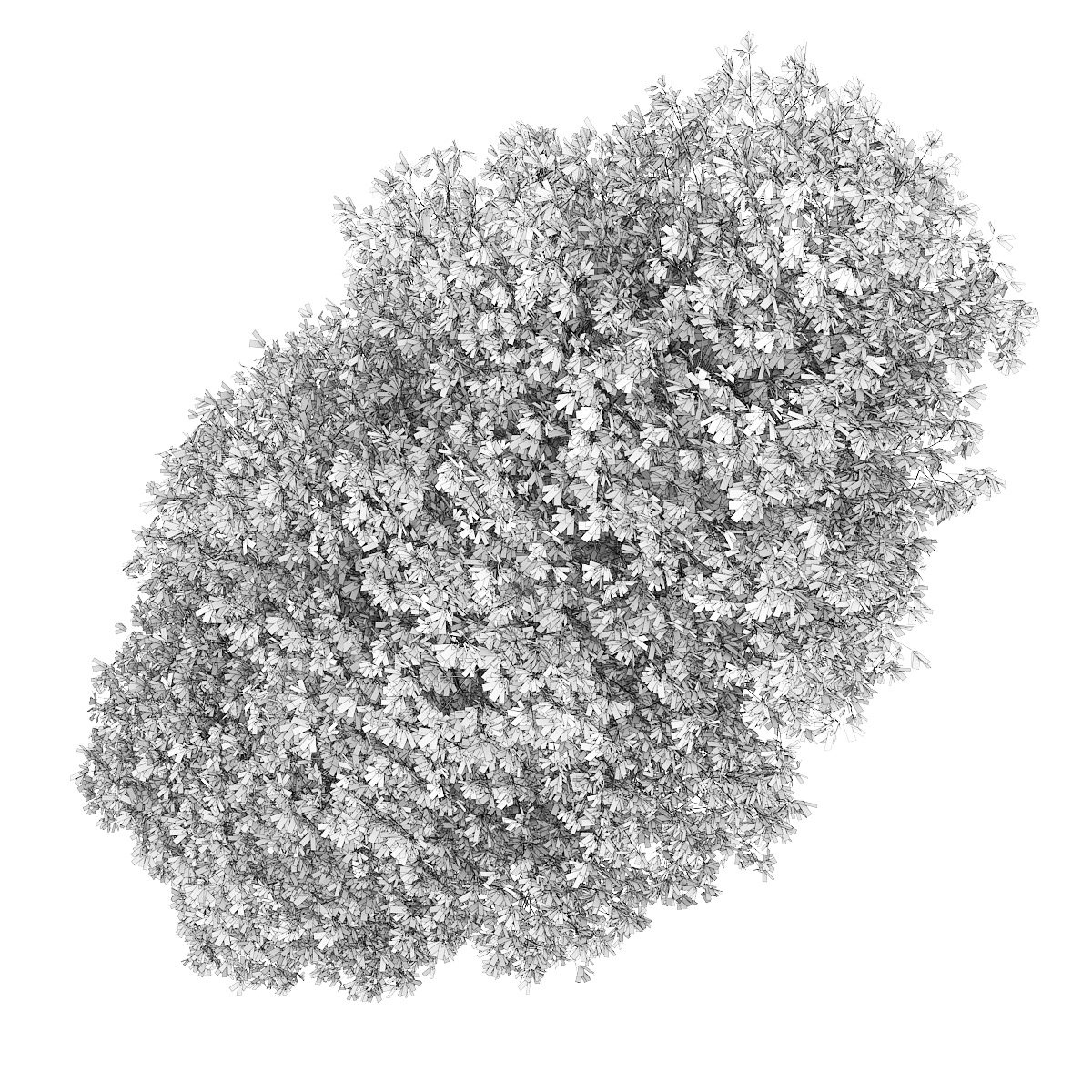 Horse Chestnut 1 Aesculus hippocastanum 3D model_2