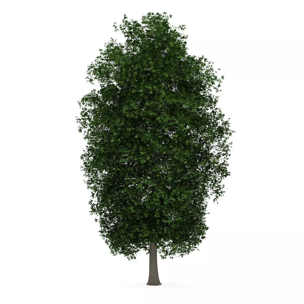 Horse Chestnut 1 Aesculus hippocastanum 3D model_0
