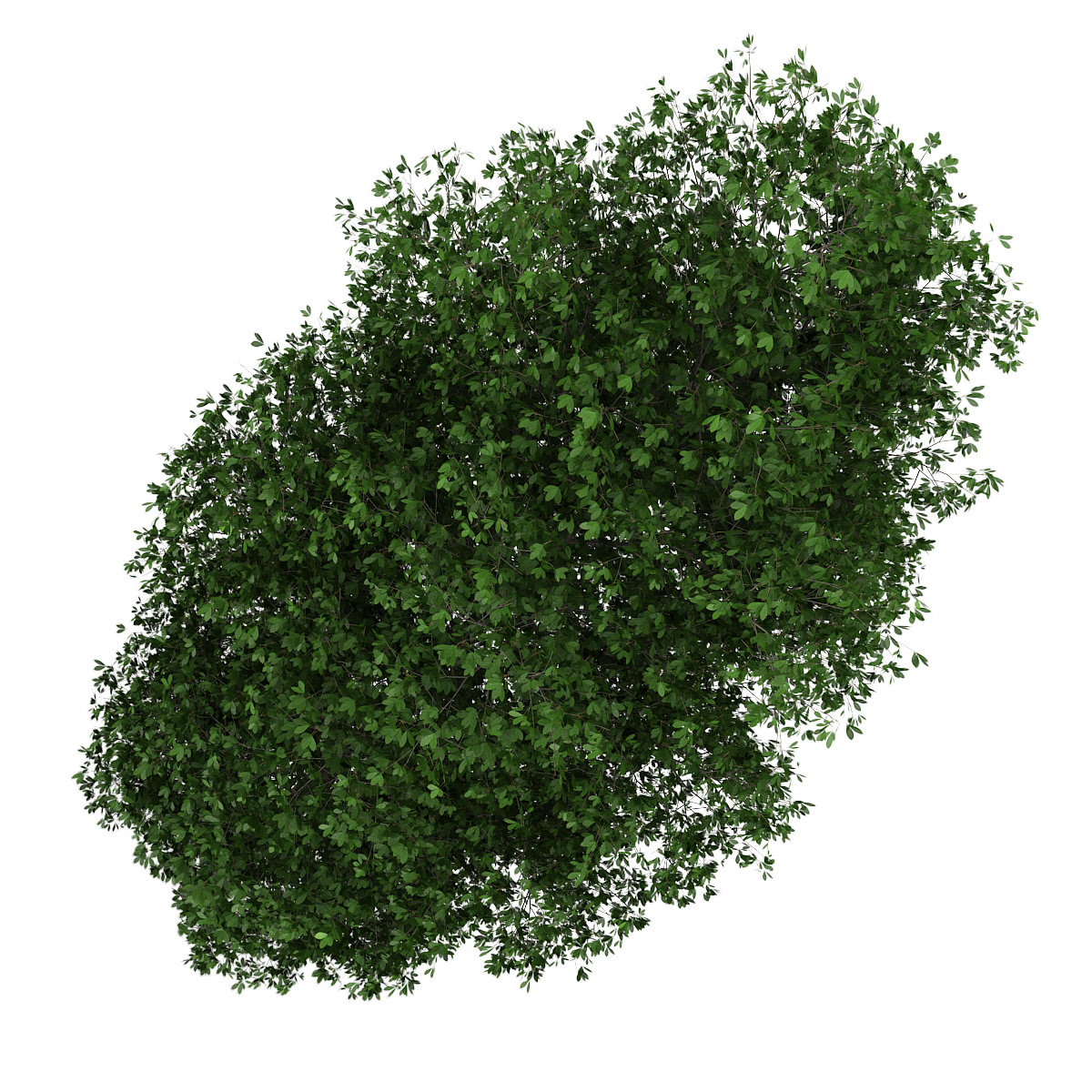 Horse Chestnut 1 Aesculus hippocastanum 3D model_1