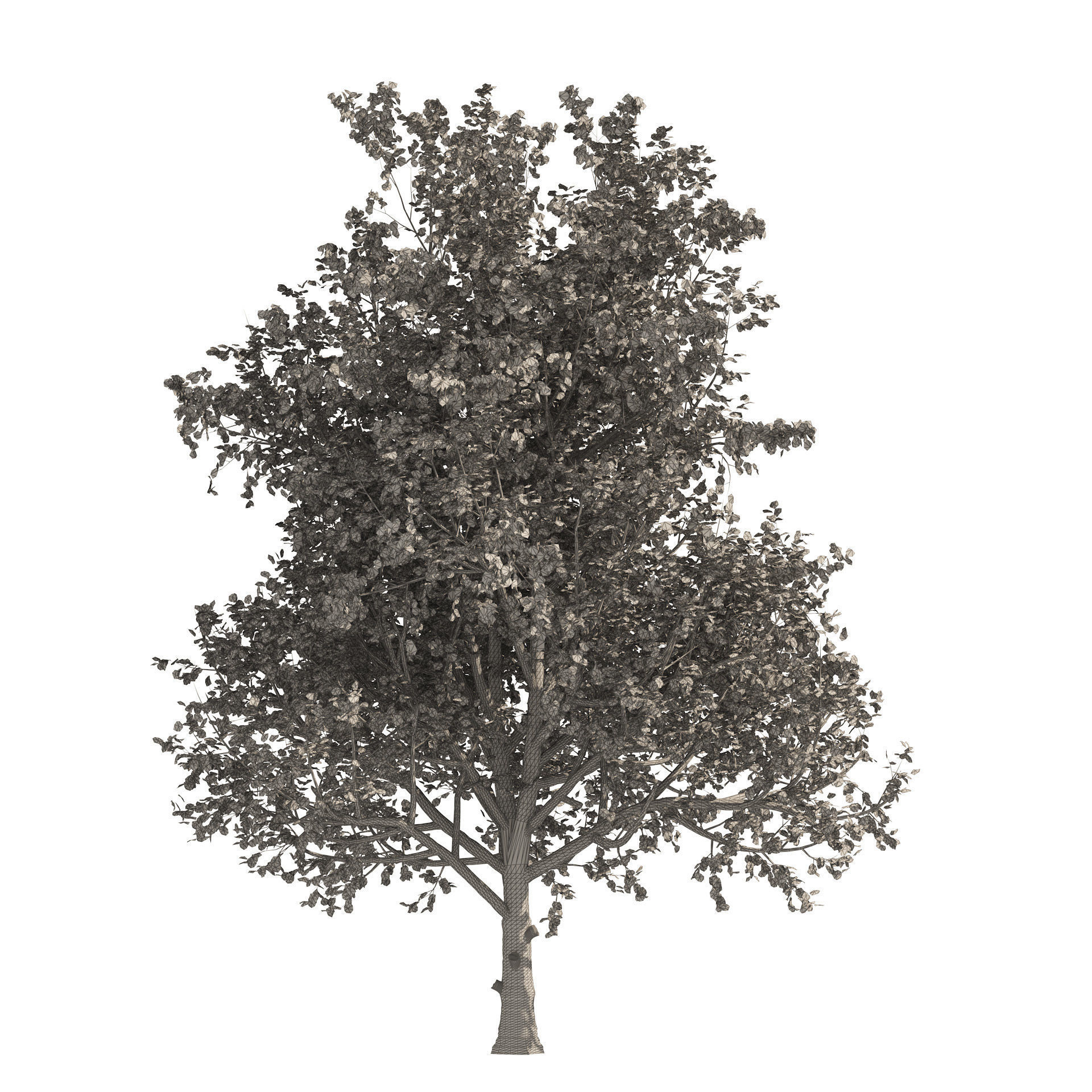 3 colored autumn mountain maple tree 3D model_5
