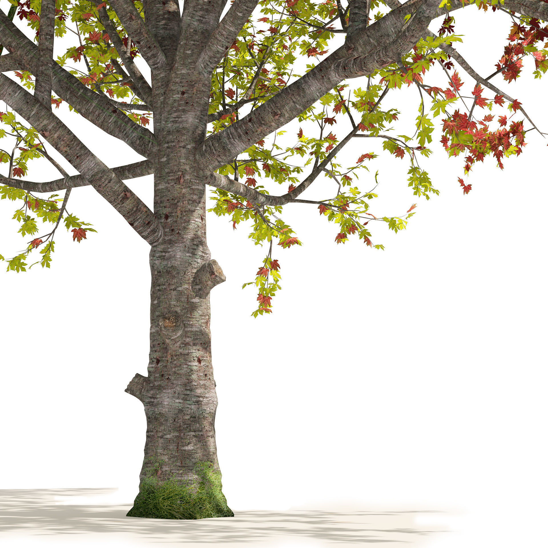 3 colored autumn mountain maple tree 3D model_4