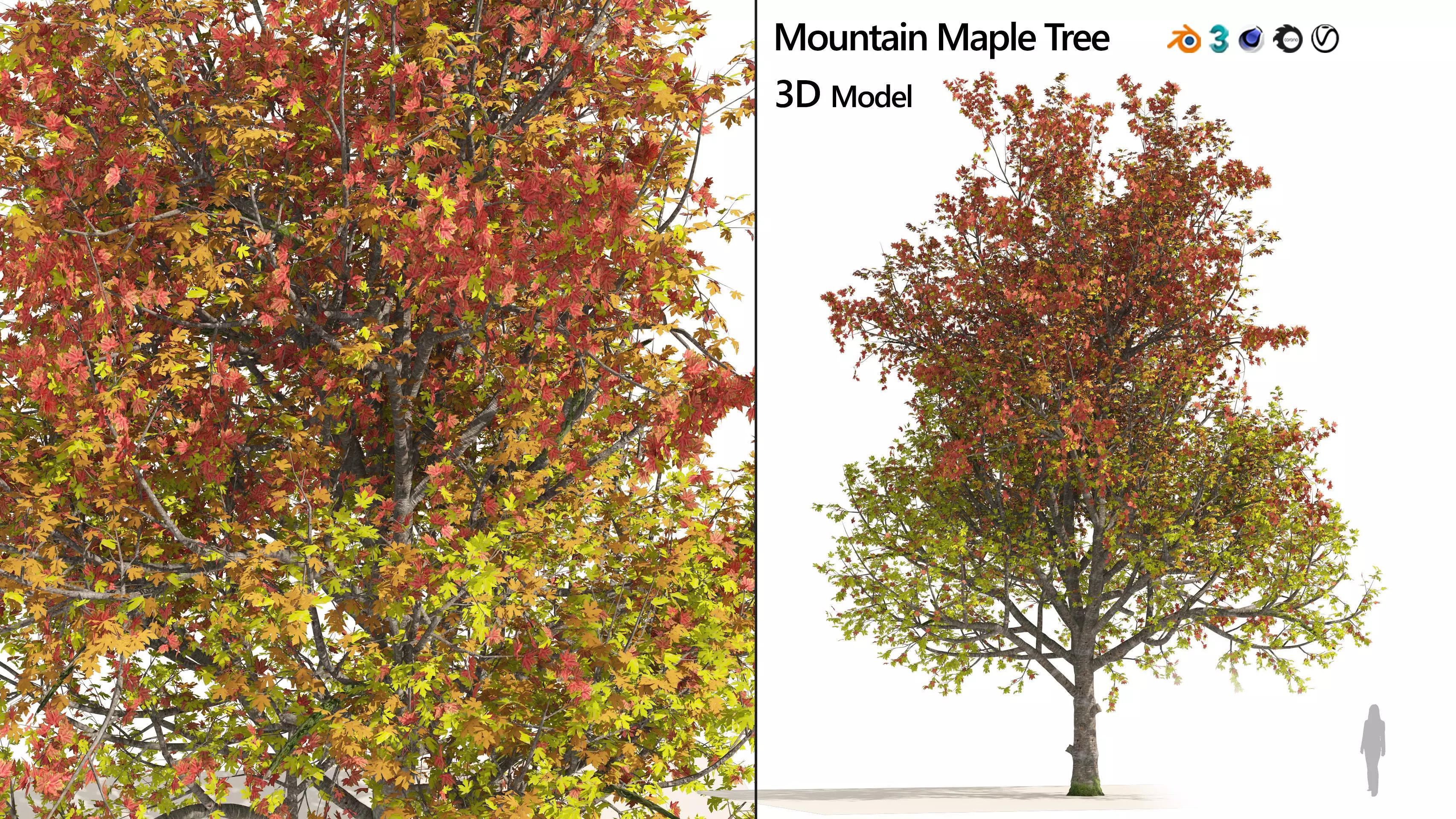 3 colored autumn mountain maple tree 3D model_0
