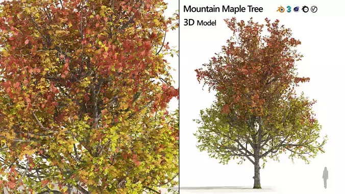 3 colored autumn mountain maple tree 3D model