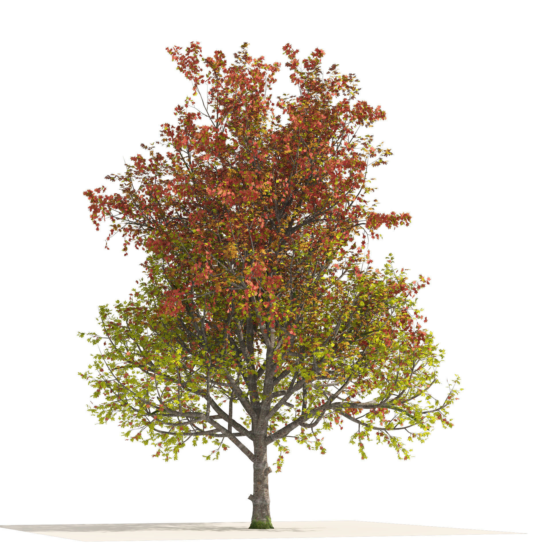 3 colored autumn mountain maple tree 3D model_2