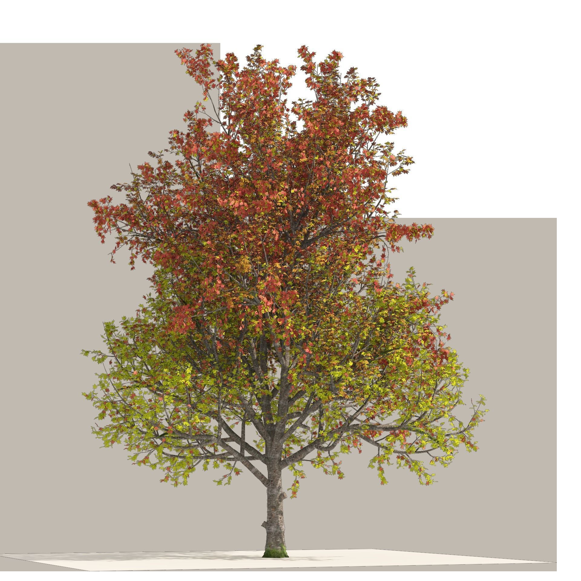3 colored autumn mountain maple tree 3D model_7