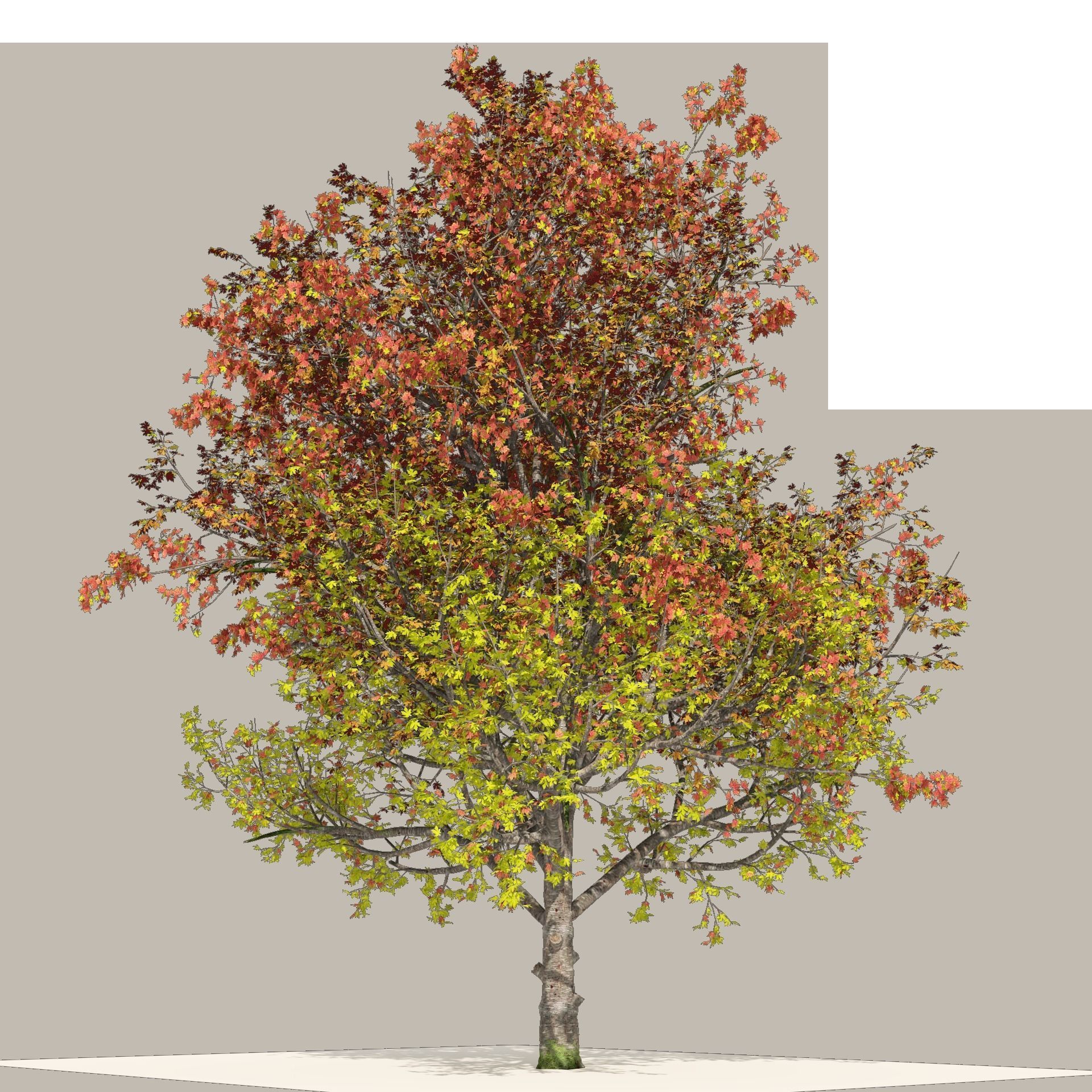 3 colored autumn mountain maple tree 3D model_8
