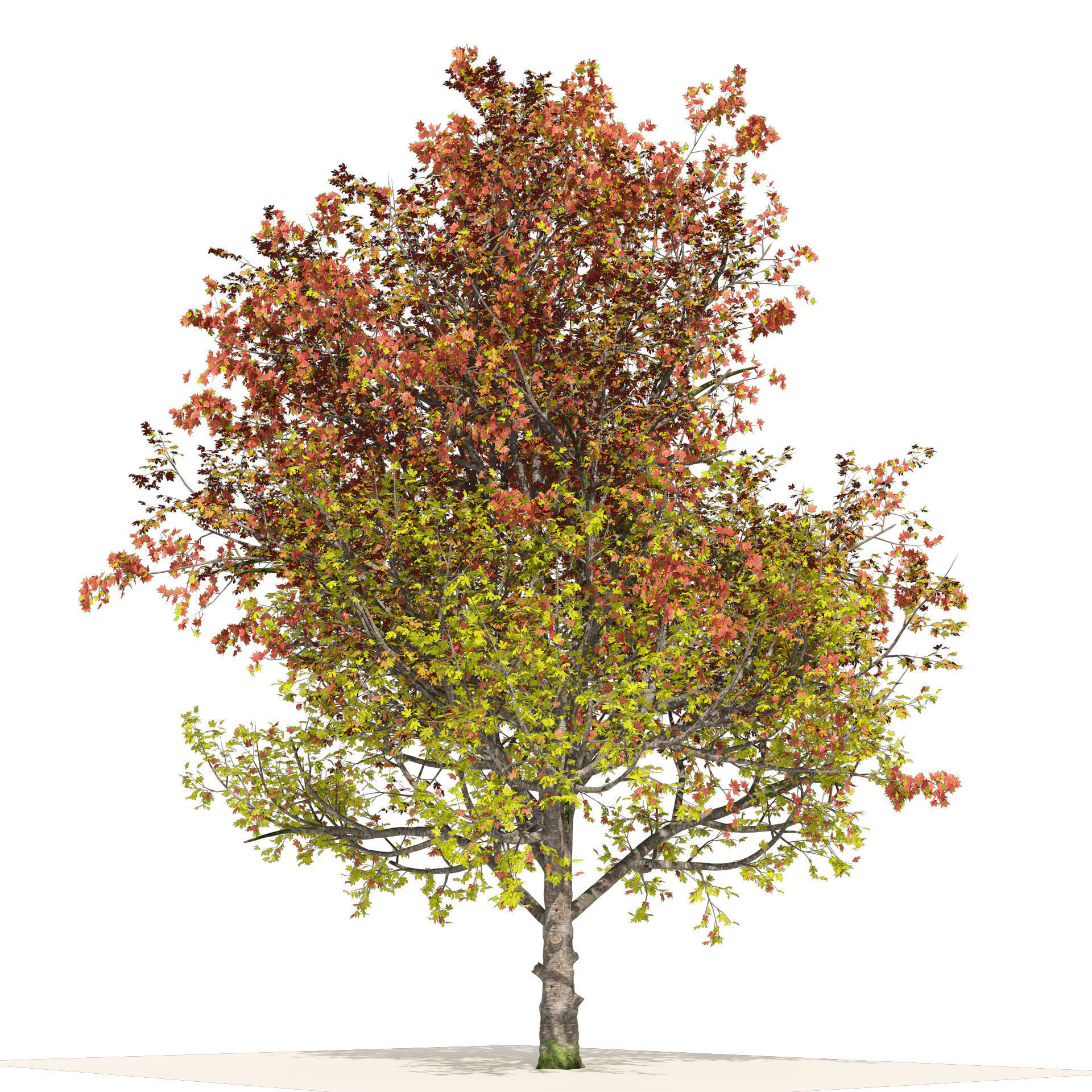 3 colored autumn mountain maple tree 3D model_3