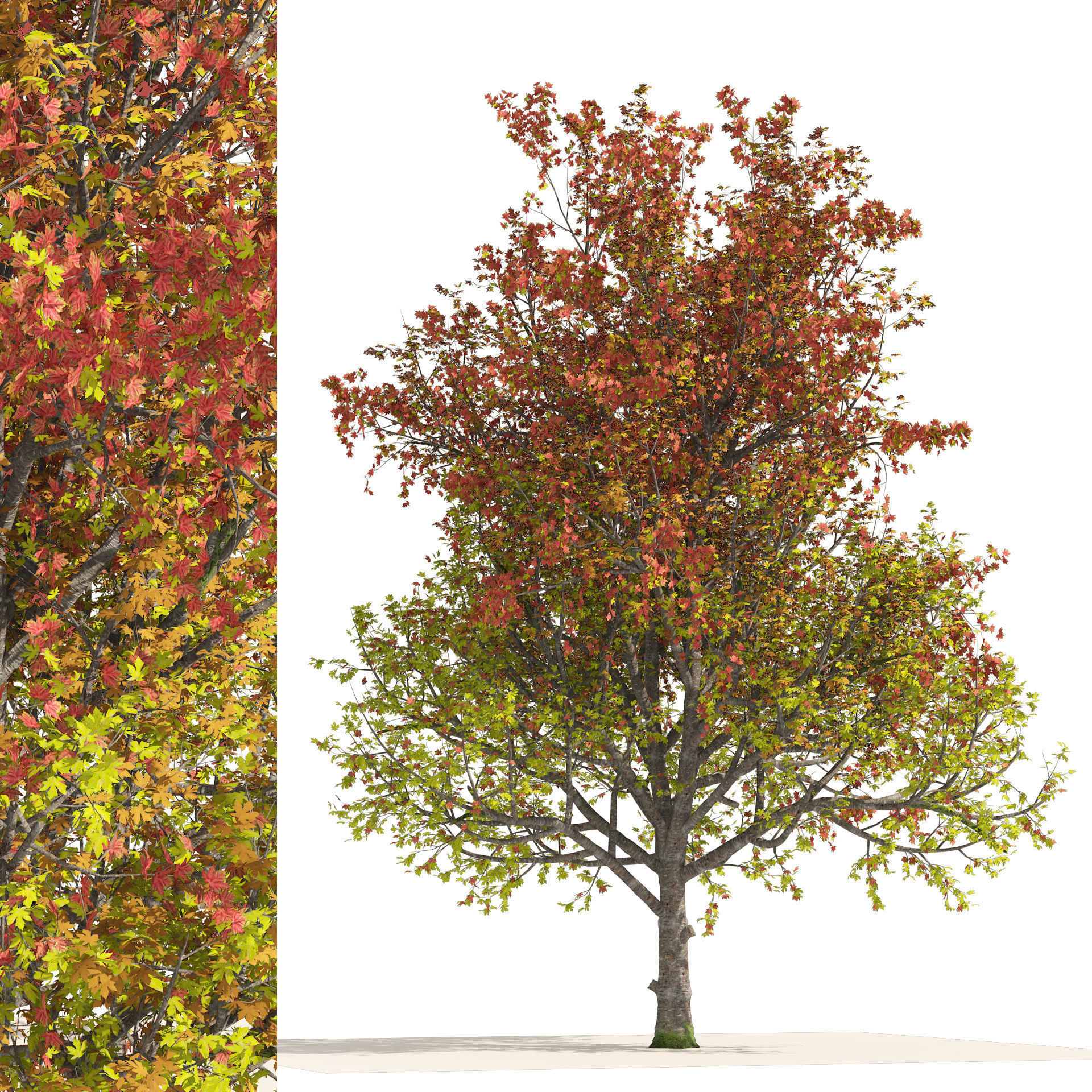 3 colored autumn mountain maple tree 3D model_6