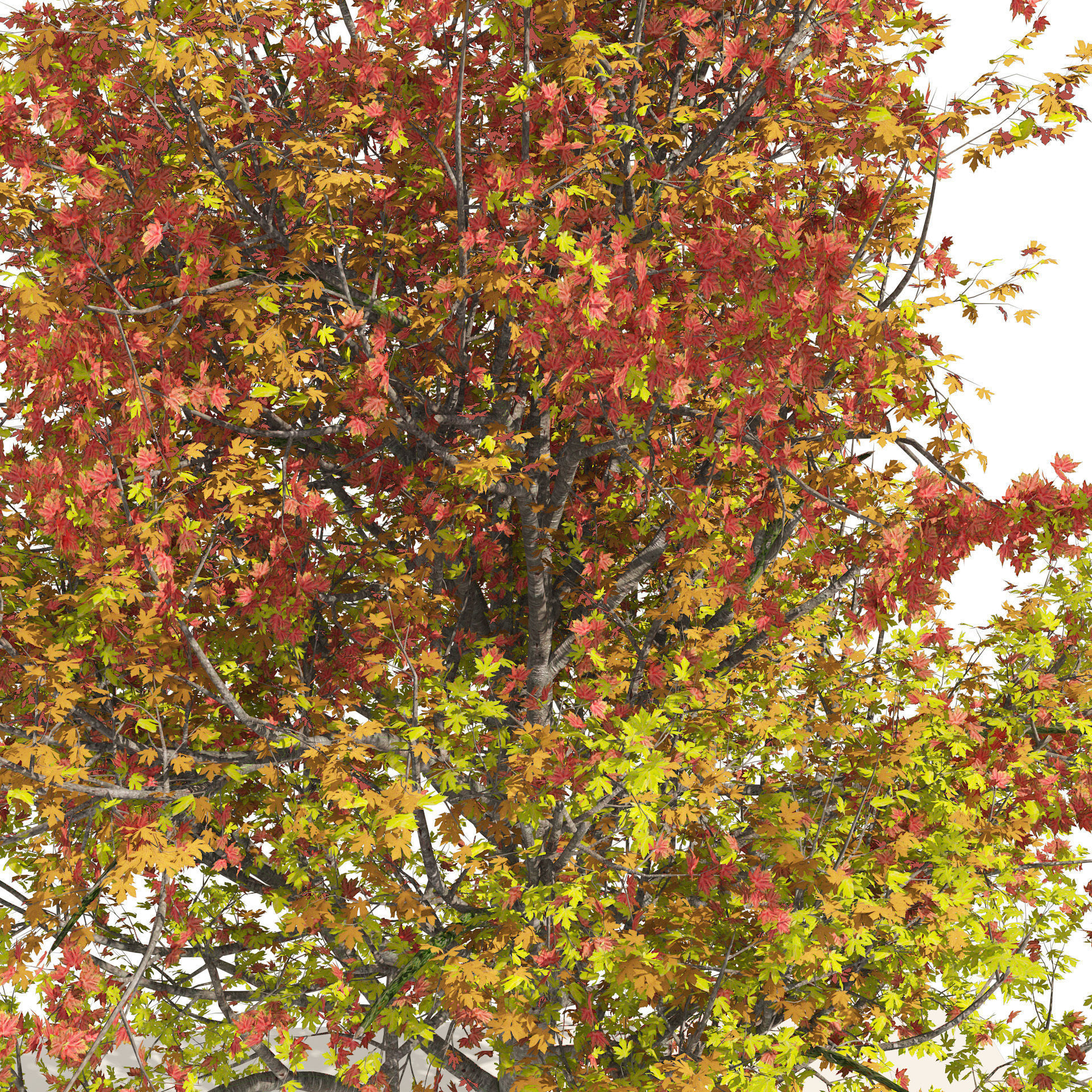 3 colored autumn mountain maple tree 3D model_1