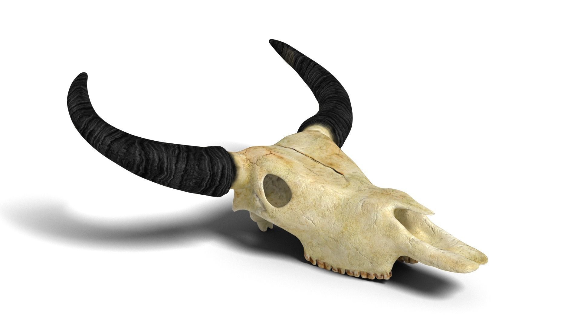 Ox skull Low-poly 3D model_2