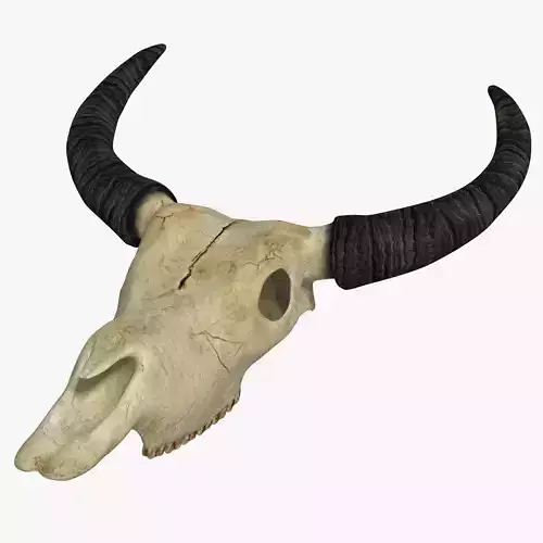 Ox skull Low-poly 3D model