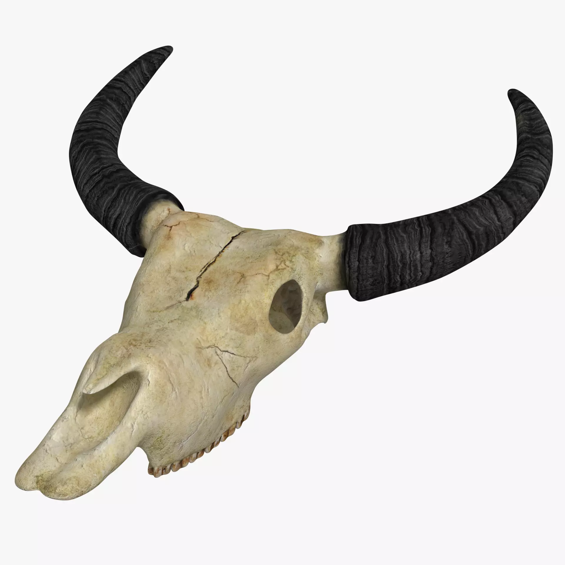 Ox skull Low-poly 3D model_0