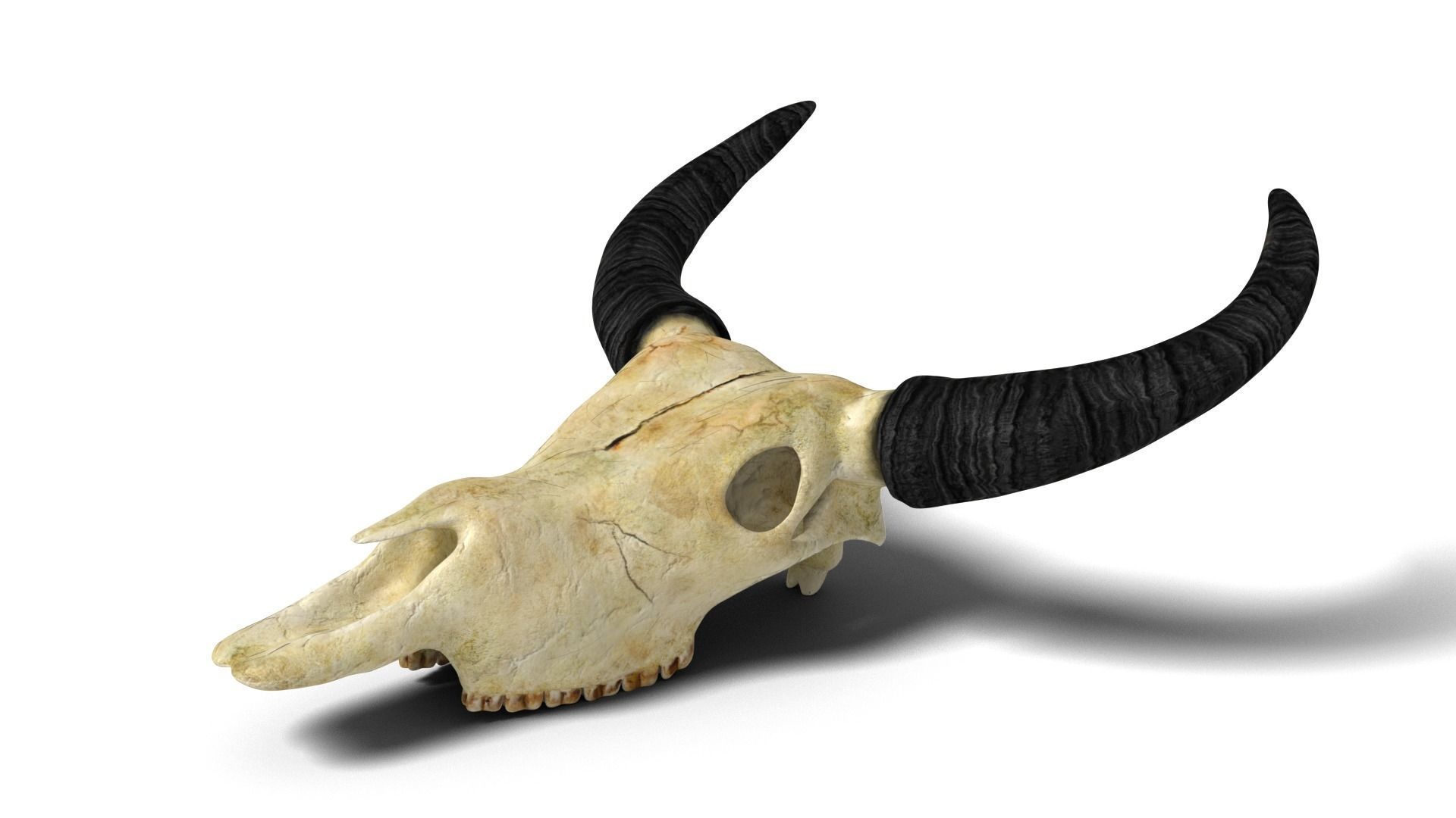 Ox skull Low-poly 3D model_3