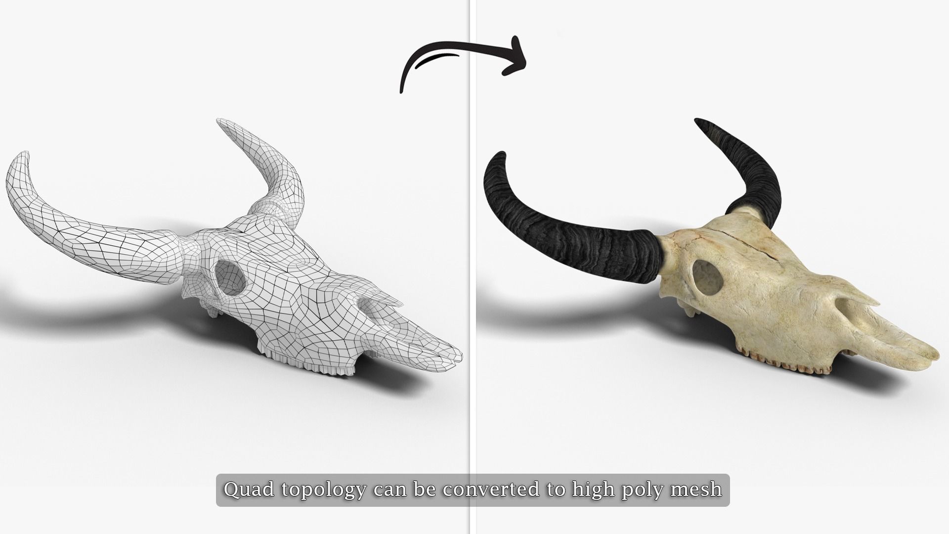 Ox skull Low-poly 3D model_1