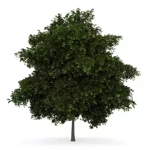 Small-leaved Lime 2 Tilia cordata 3D model