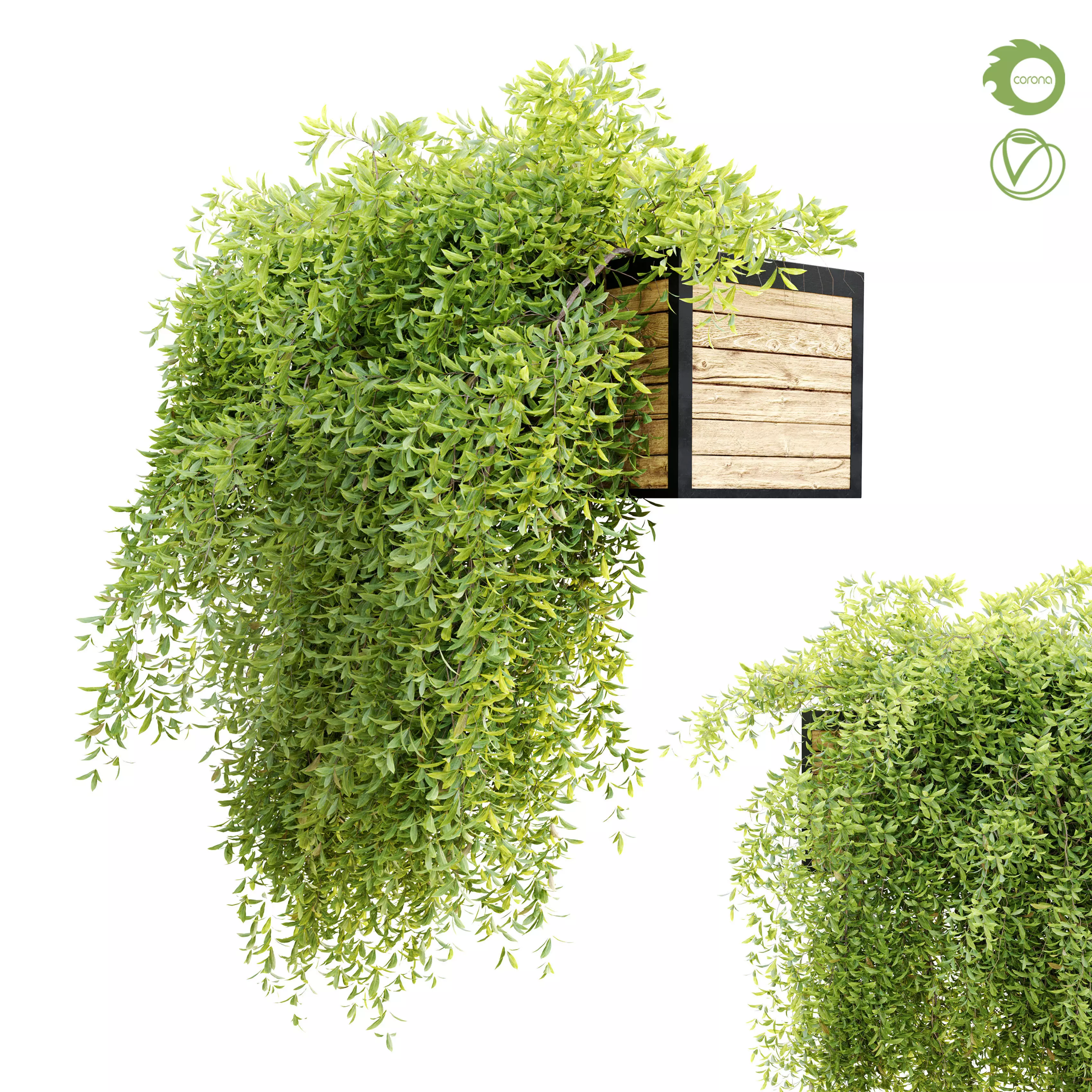 Hanging plant 7 3D model_0