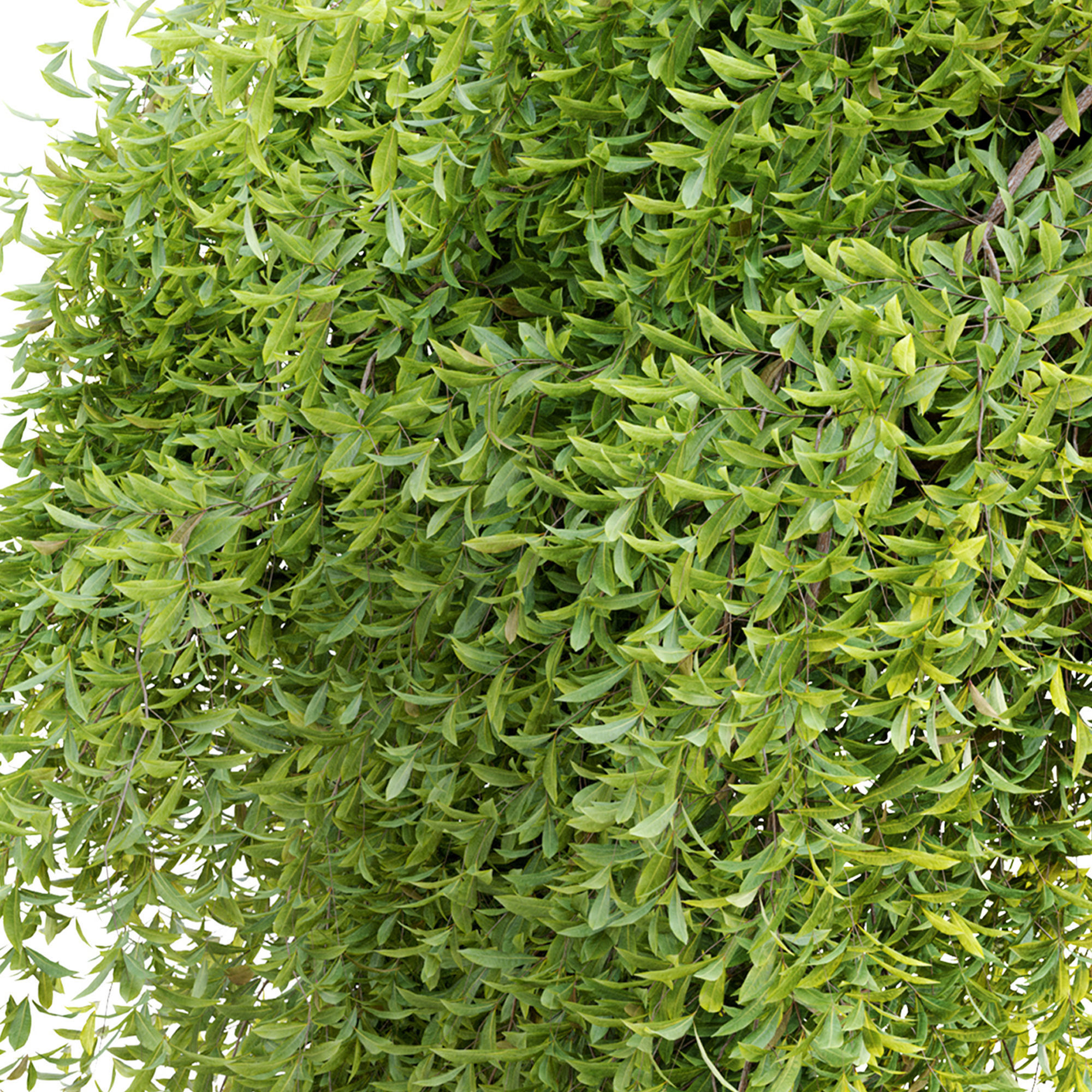 Hanging plant 7 3D model_5