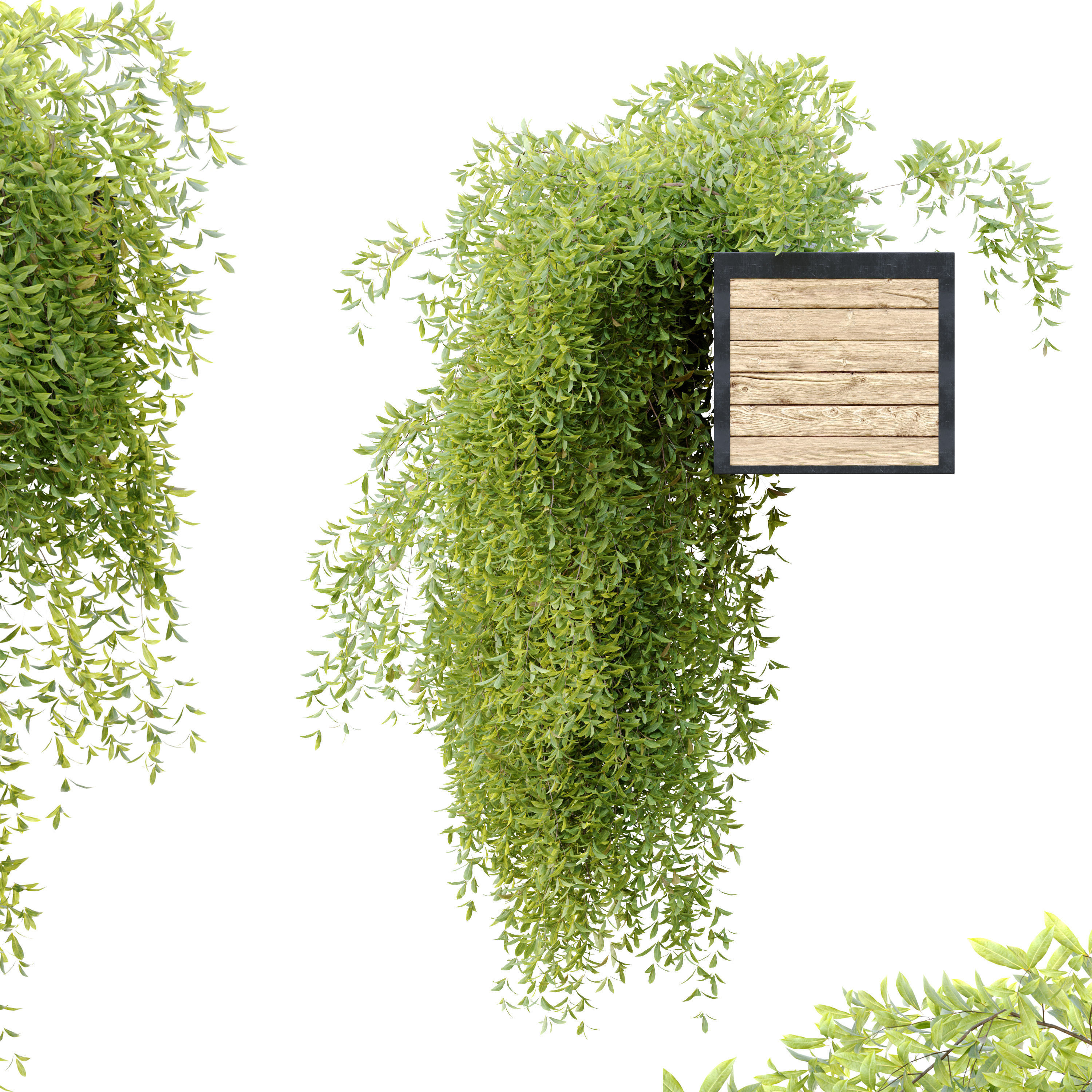 Hanging plant 7 3D model_3
