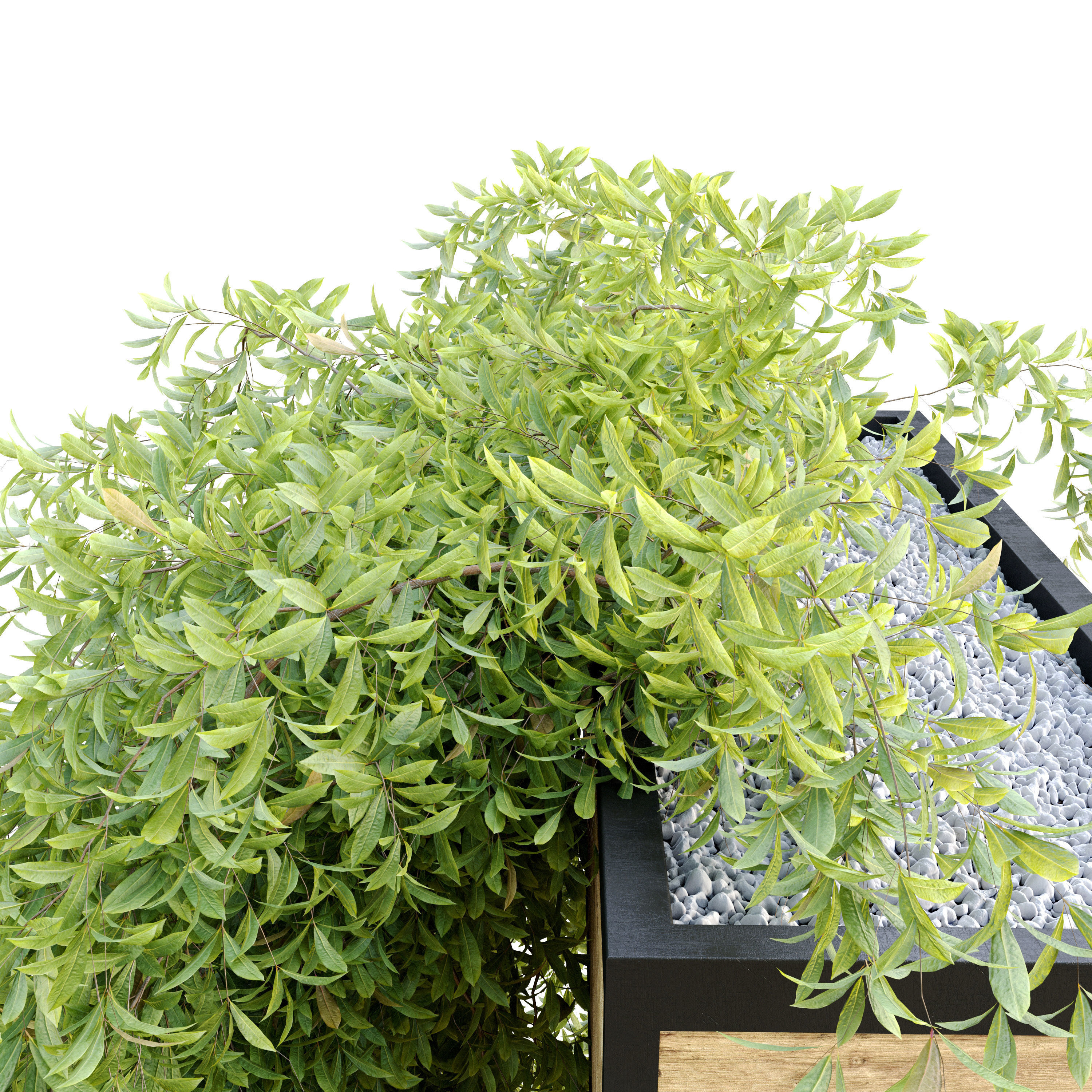 Hanging plant 7 3D model_2