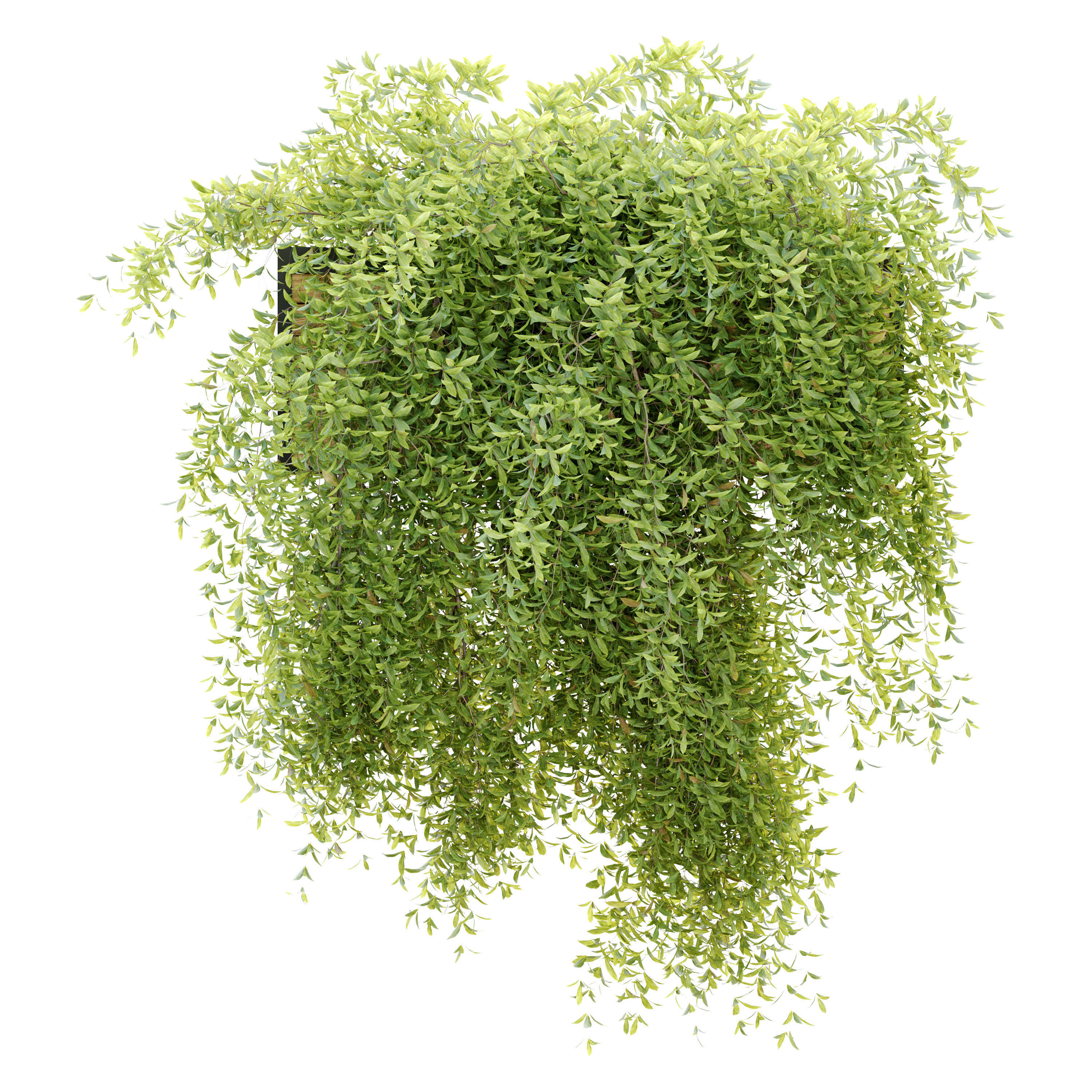 Hanging plant 7 3D model_4