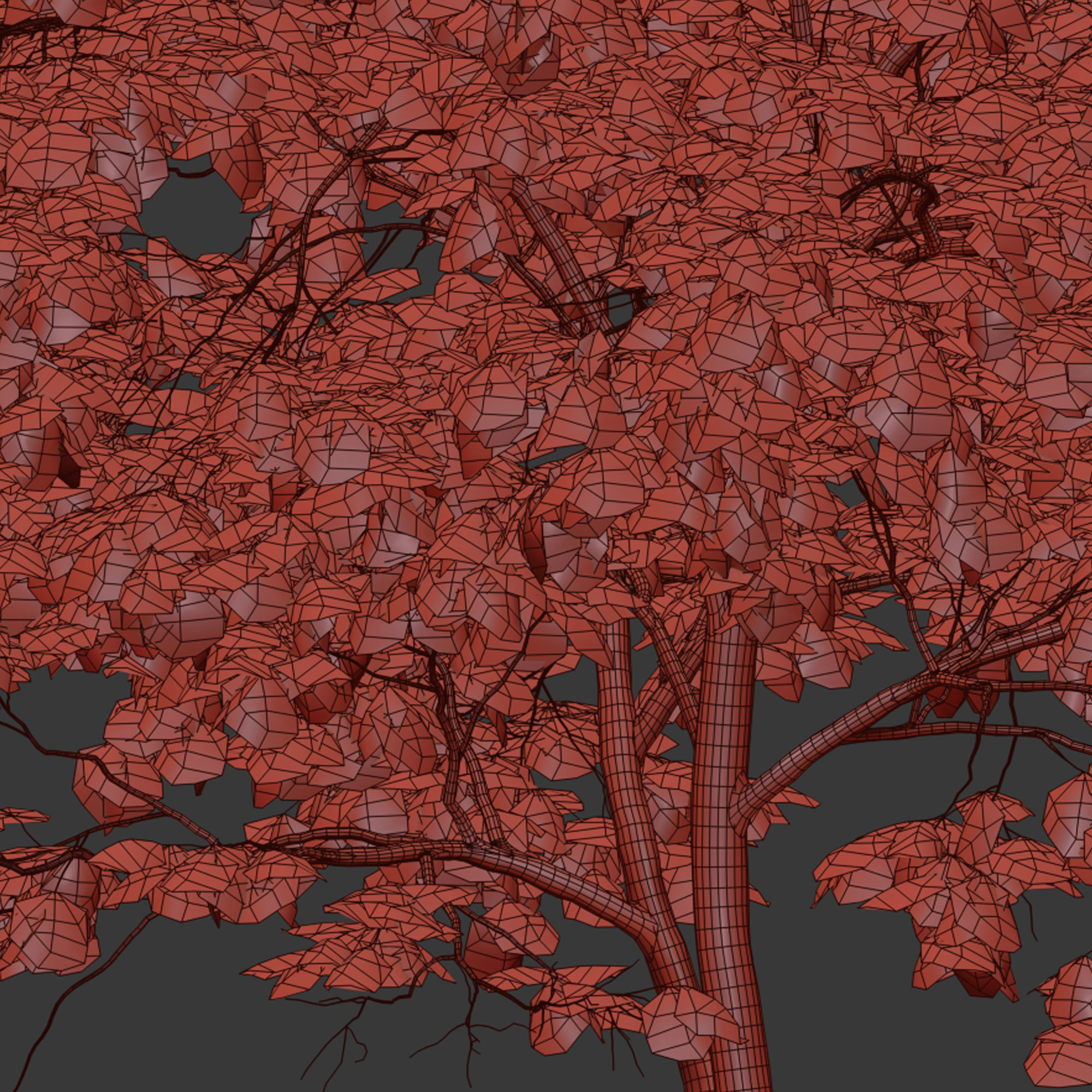 Acer platanoides Cleveland 3D model_7