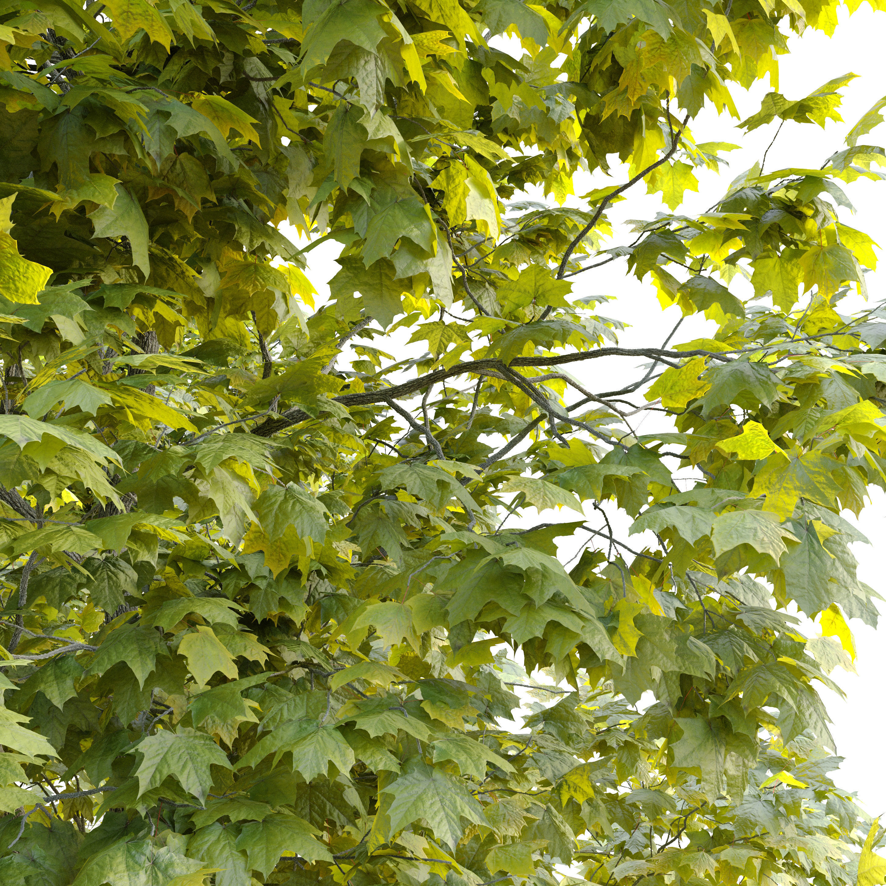 Acer platanoides Cleveland 3D model_4